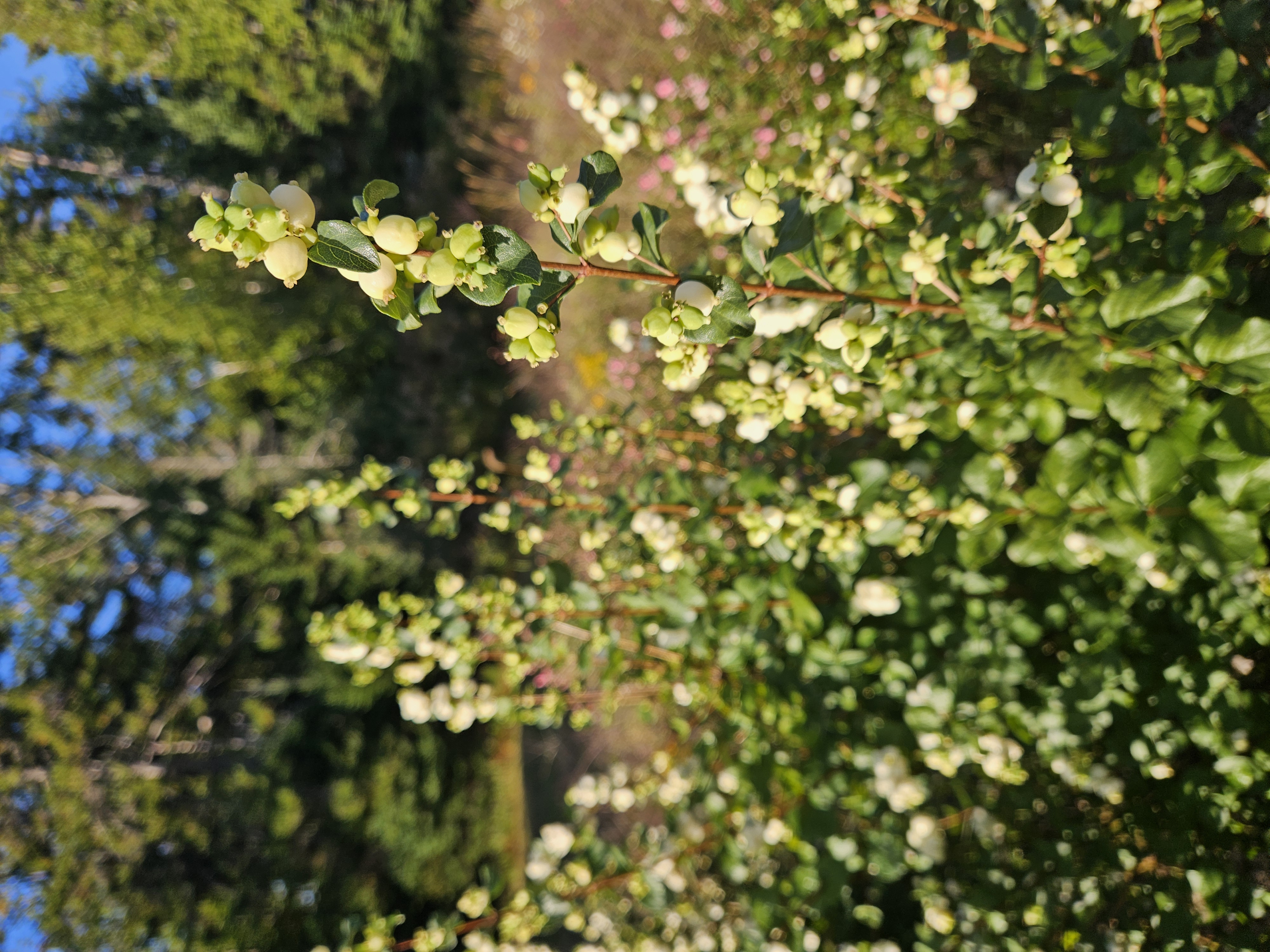 SYMPHORICARPOS Magical Lemon Lime
