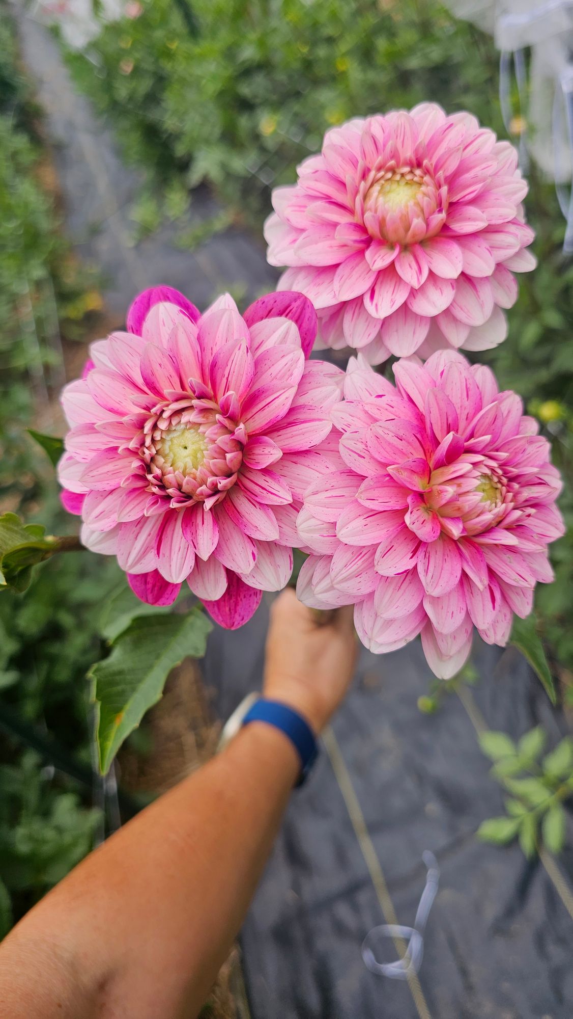 DAHLIA Strawberry Cream