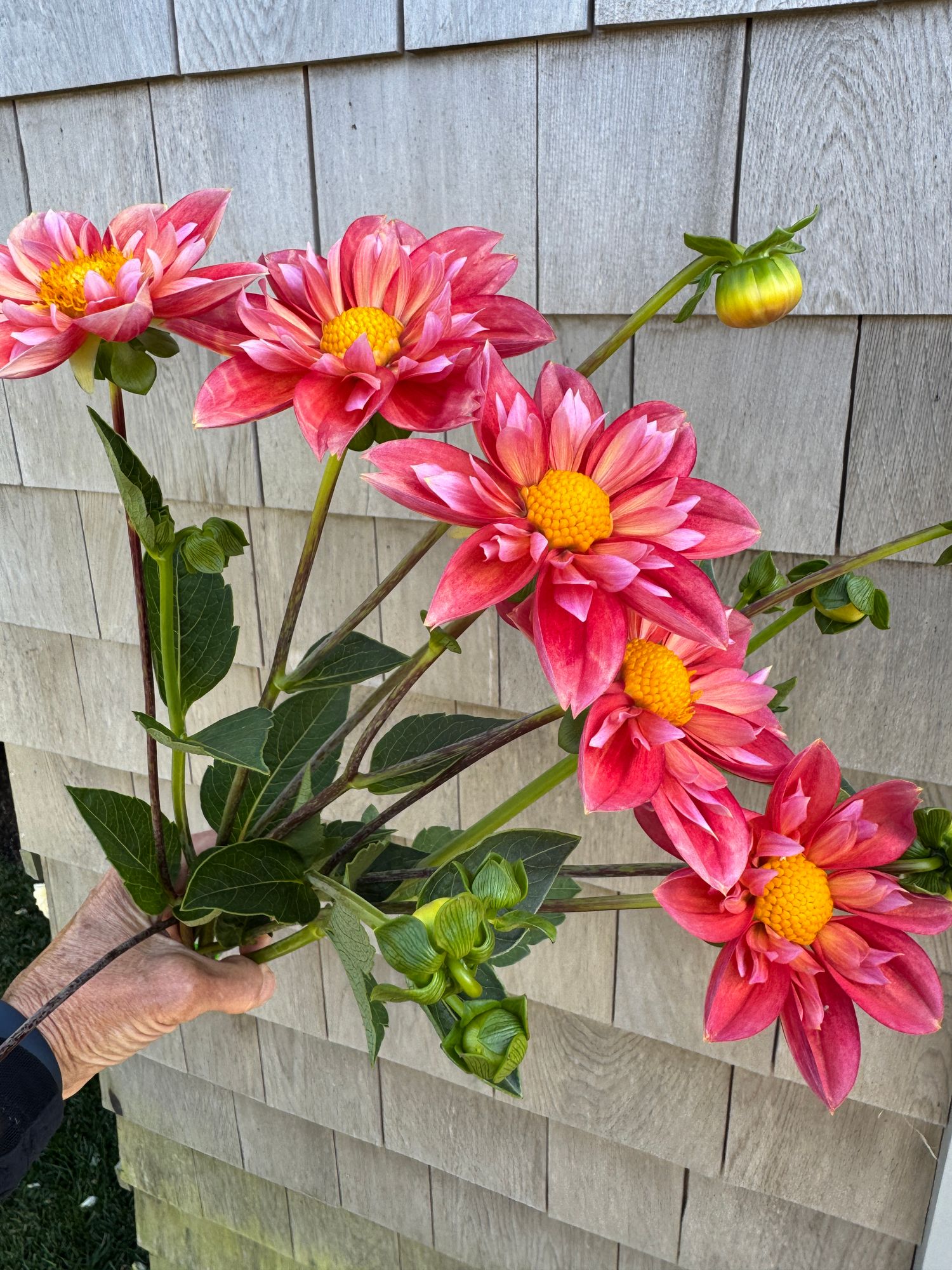 DAHLIA Collarette