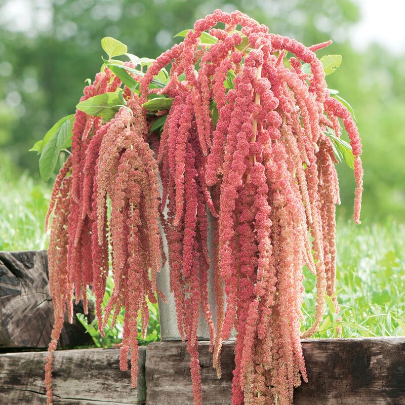 AMARANTHUS caudatus Coral Fountains
