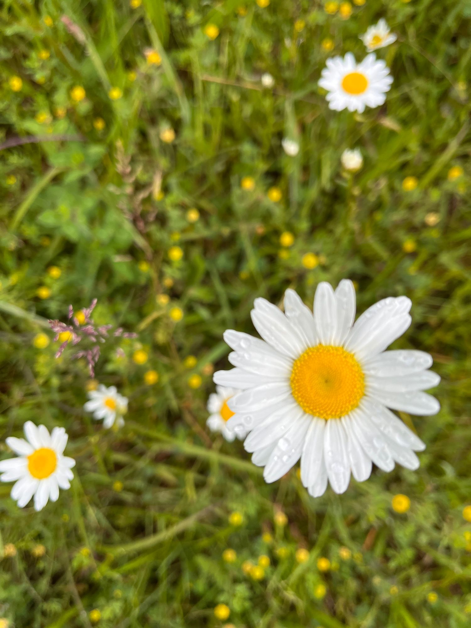 LEUCANTHEMUM vulgare