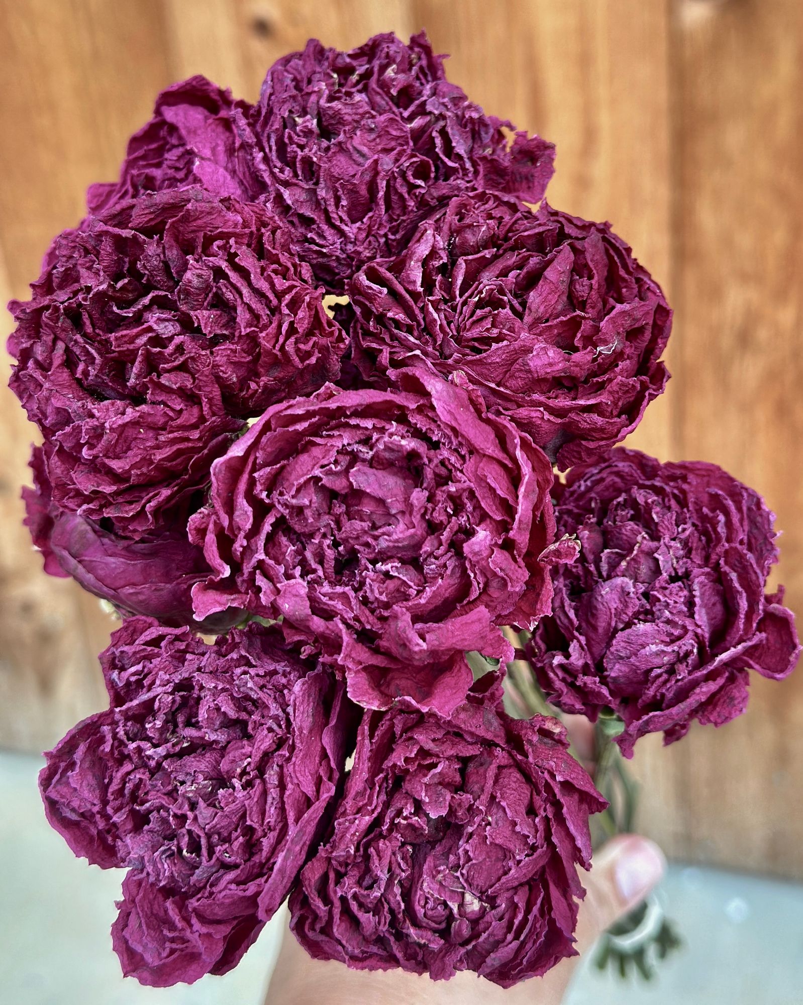PAEONIA