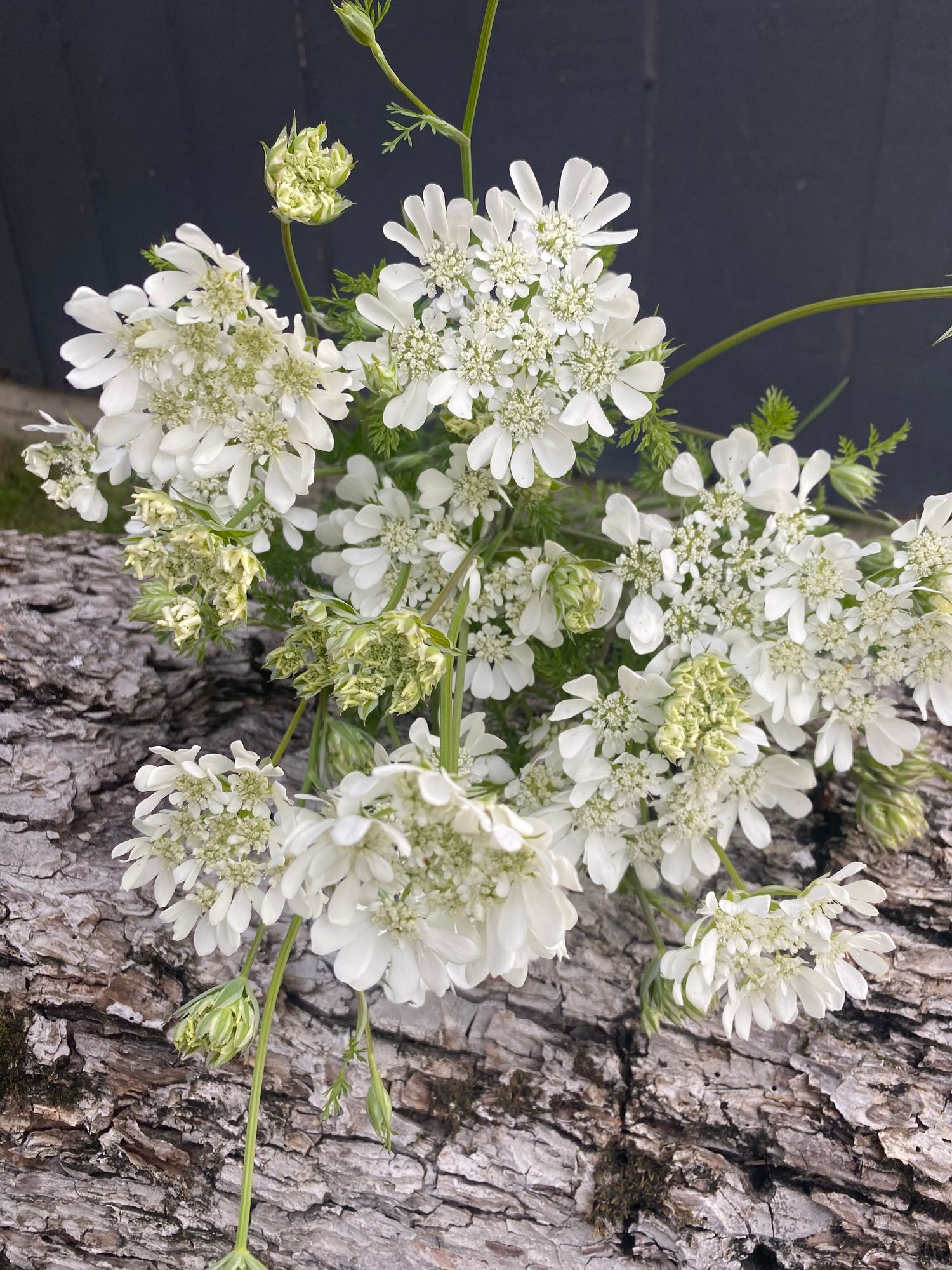 ORLAYA grandiflora