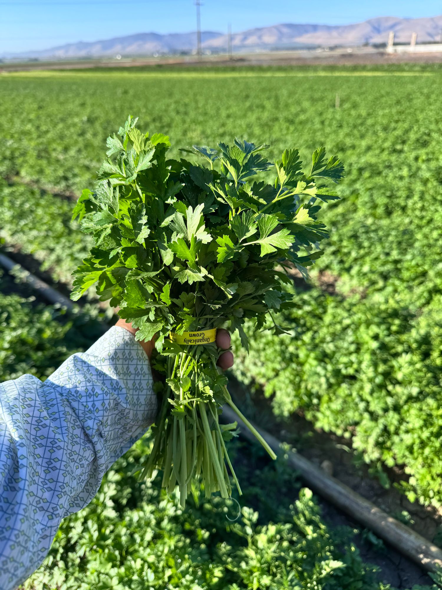 Parsley - Italian, Flat Leaf, bunched