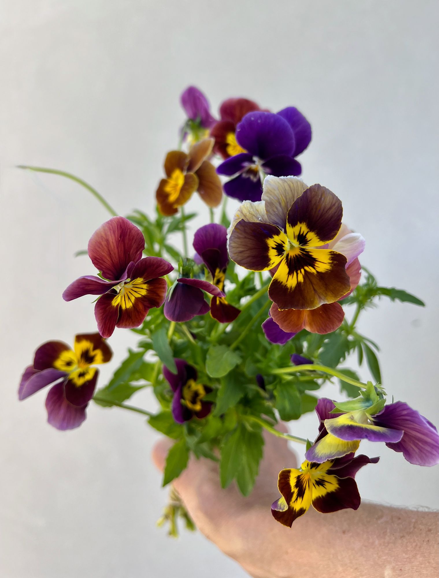 VIOLA × williamsiana Historic Florist Mix