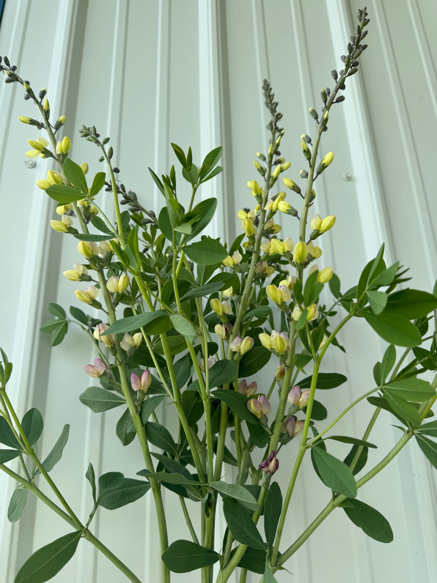 BAPTISIA x Pink Lemonade