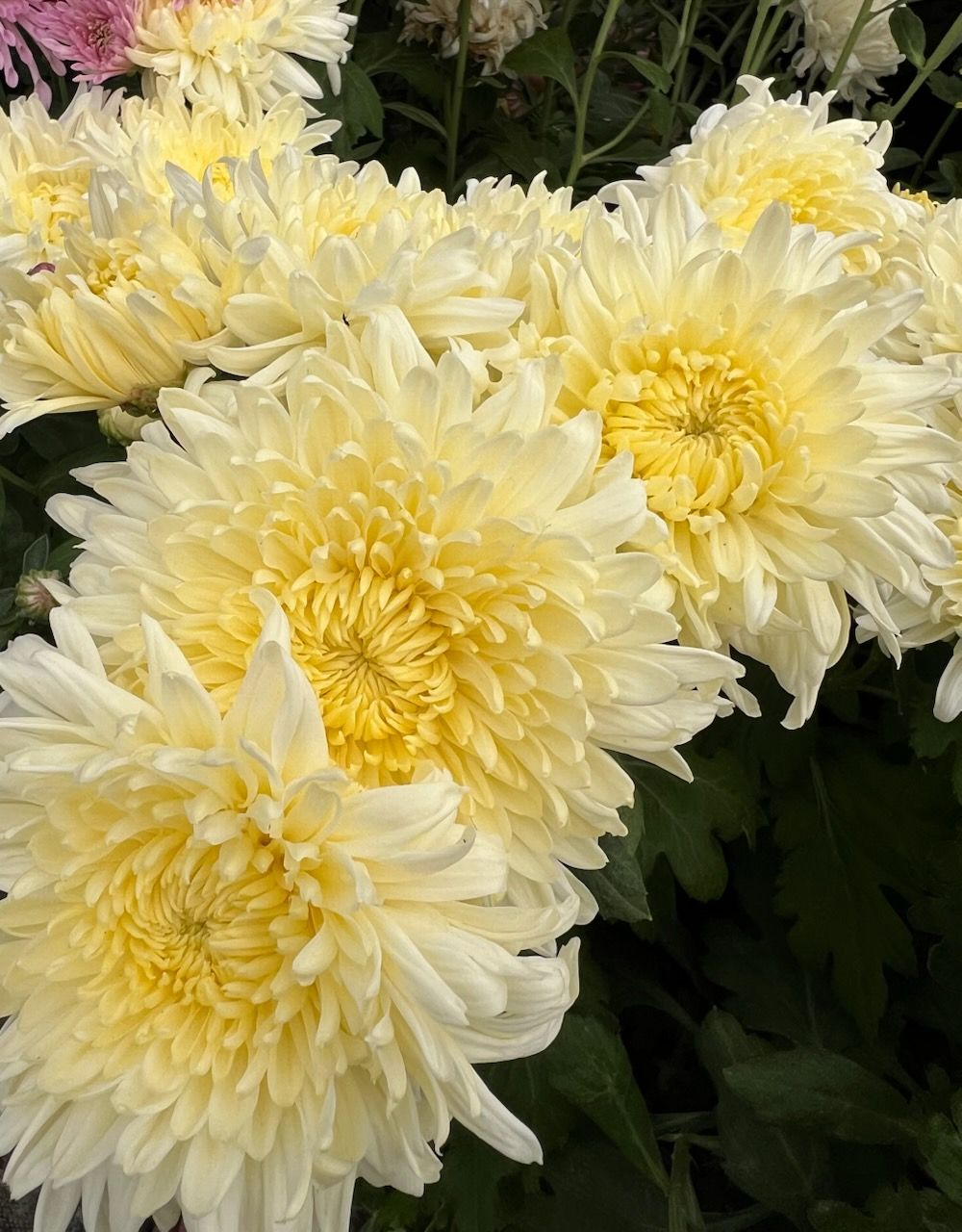 CHRYSANTHEMUM x Mellow Moon