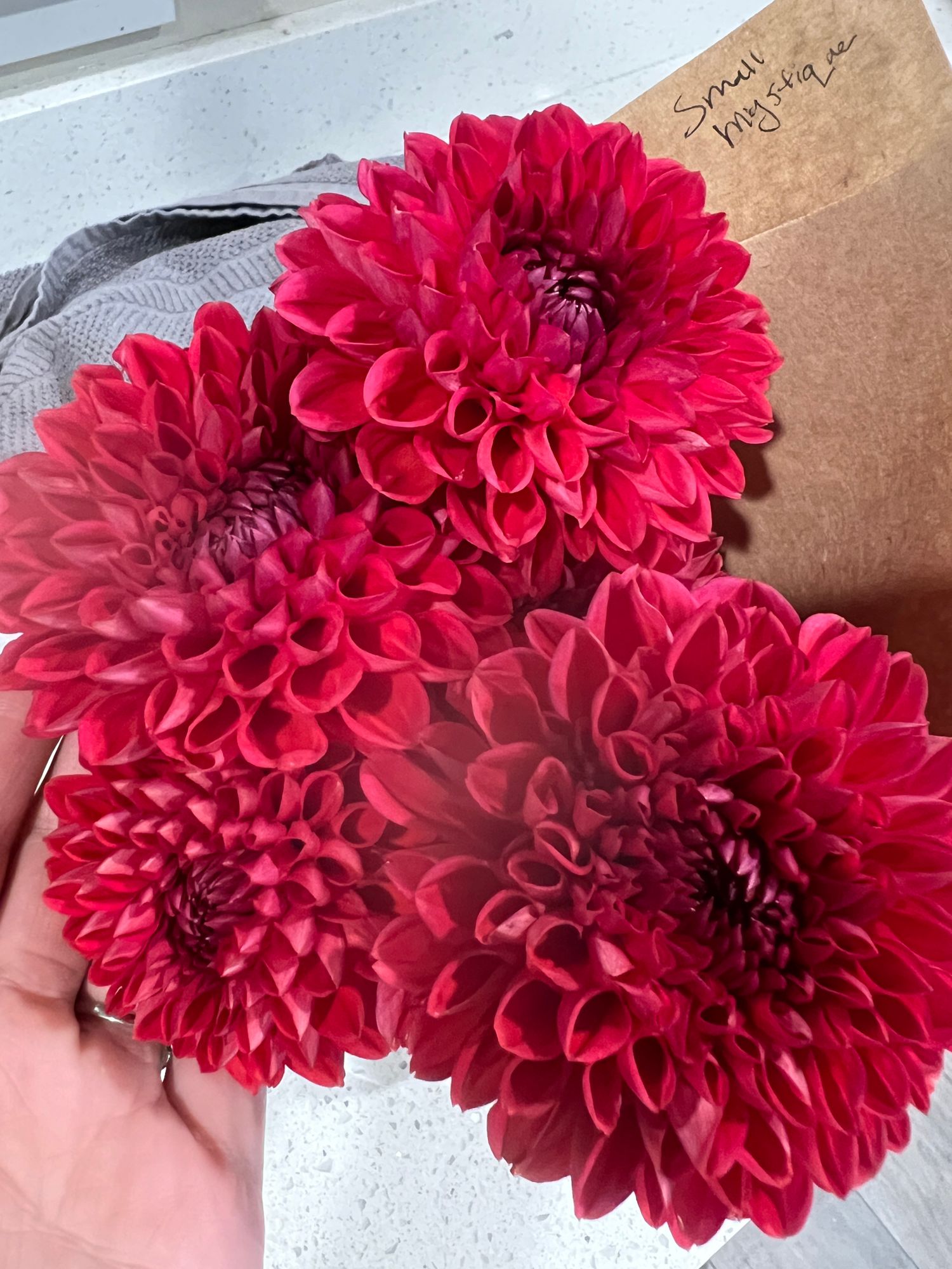 DAHLIA Mystique