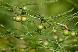 ASPARAGUS officinalis