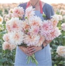 Dahlia, Cafe Au Lait