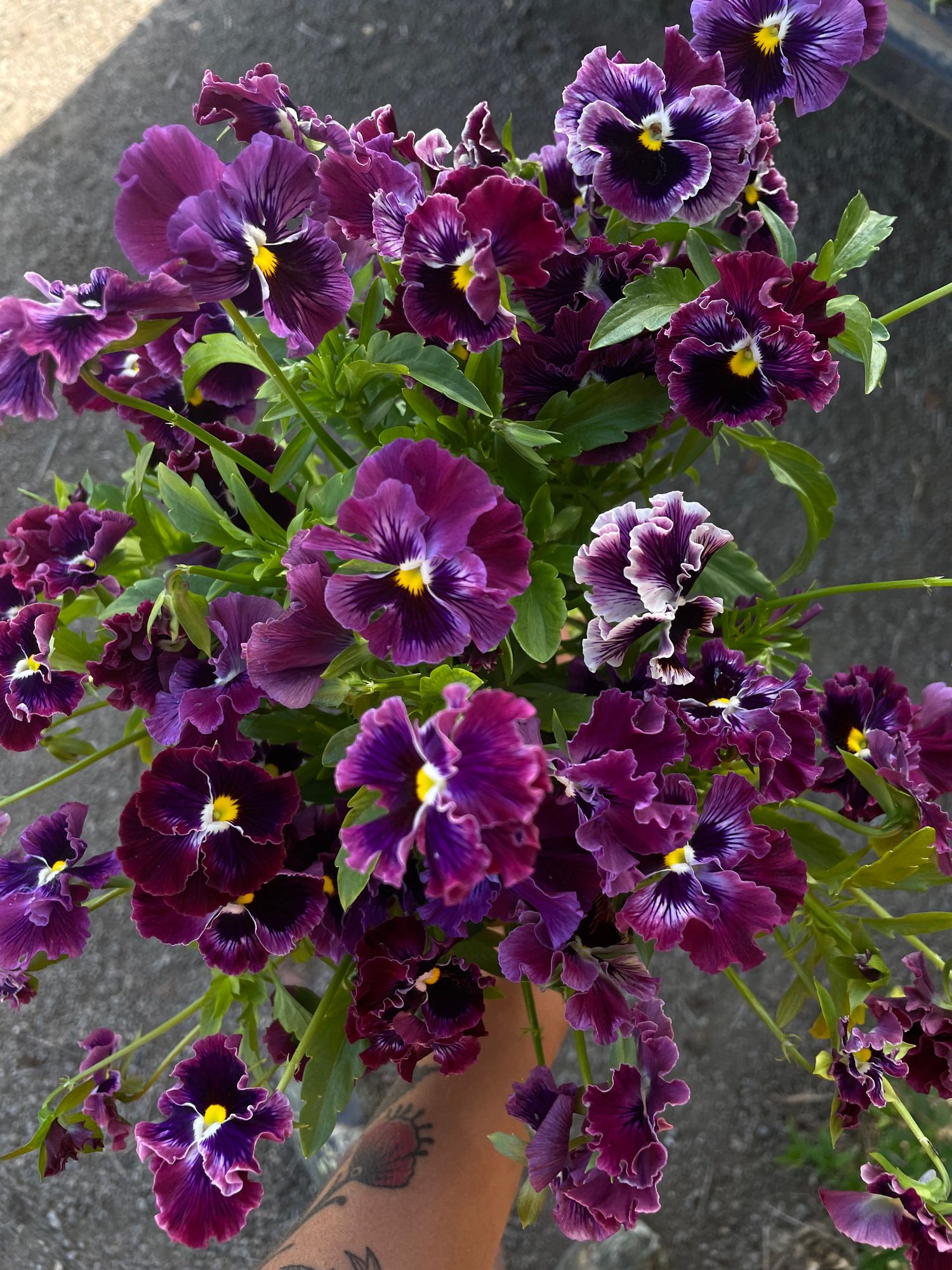 VIOLA x wittrockiana Frizzle Sizzle