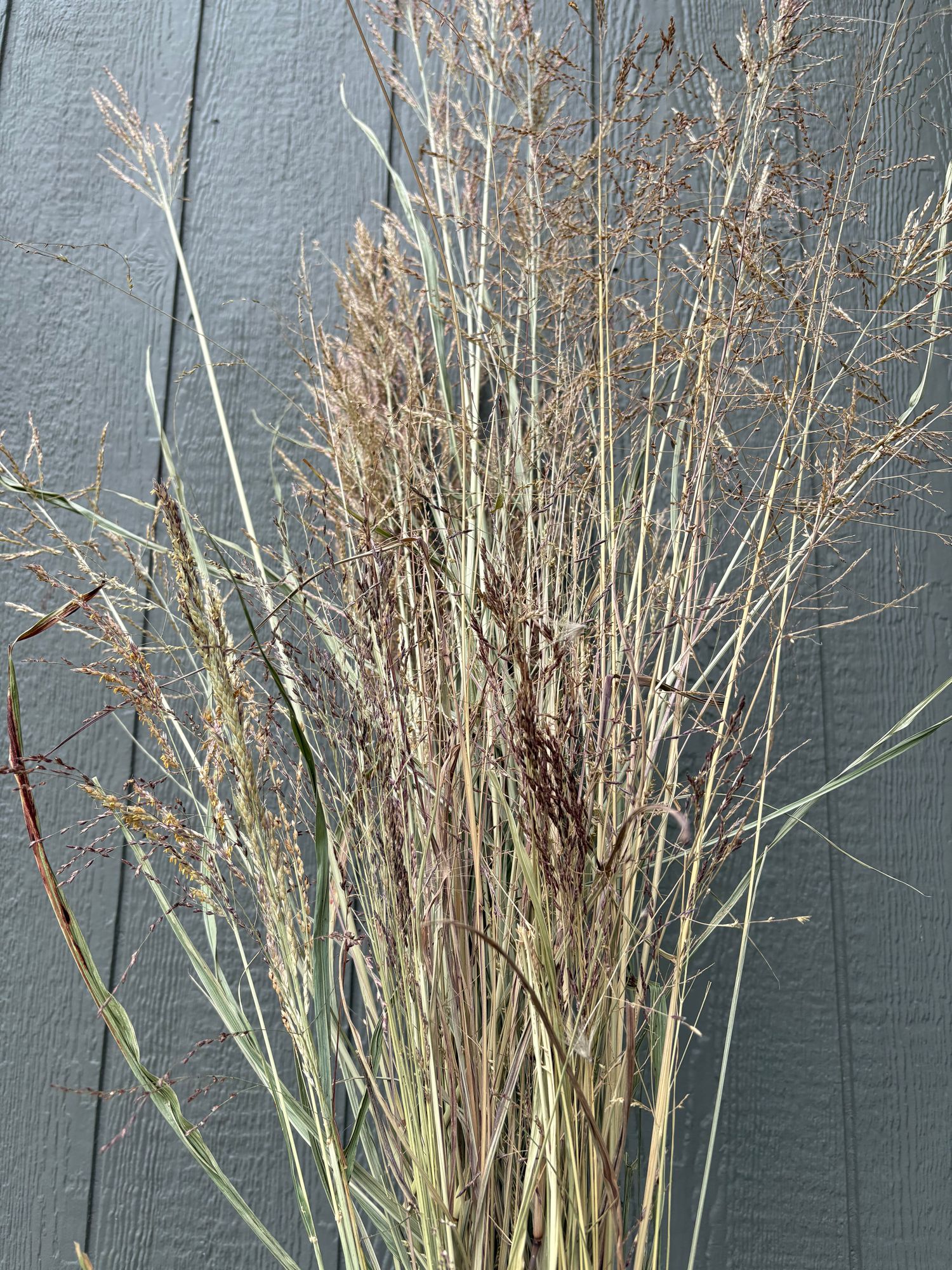 Grass