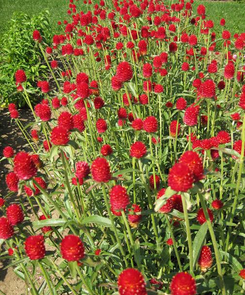 GOMPHRENA haageana Strawberry Fields