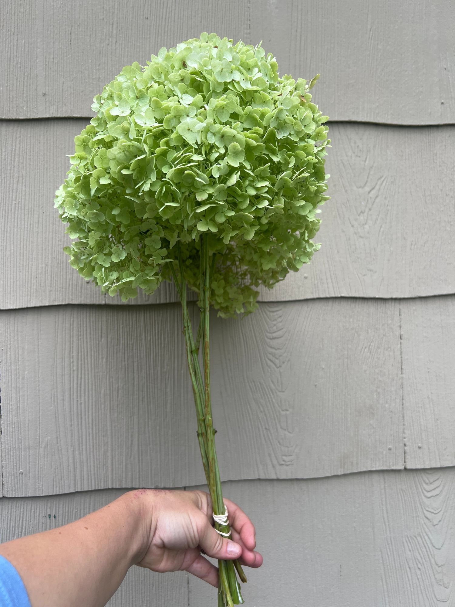 HYDRANGEA arborescens Annabelle