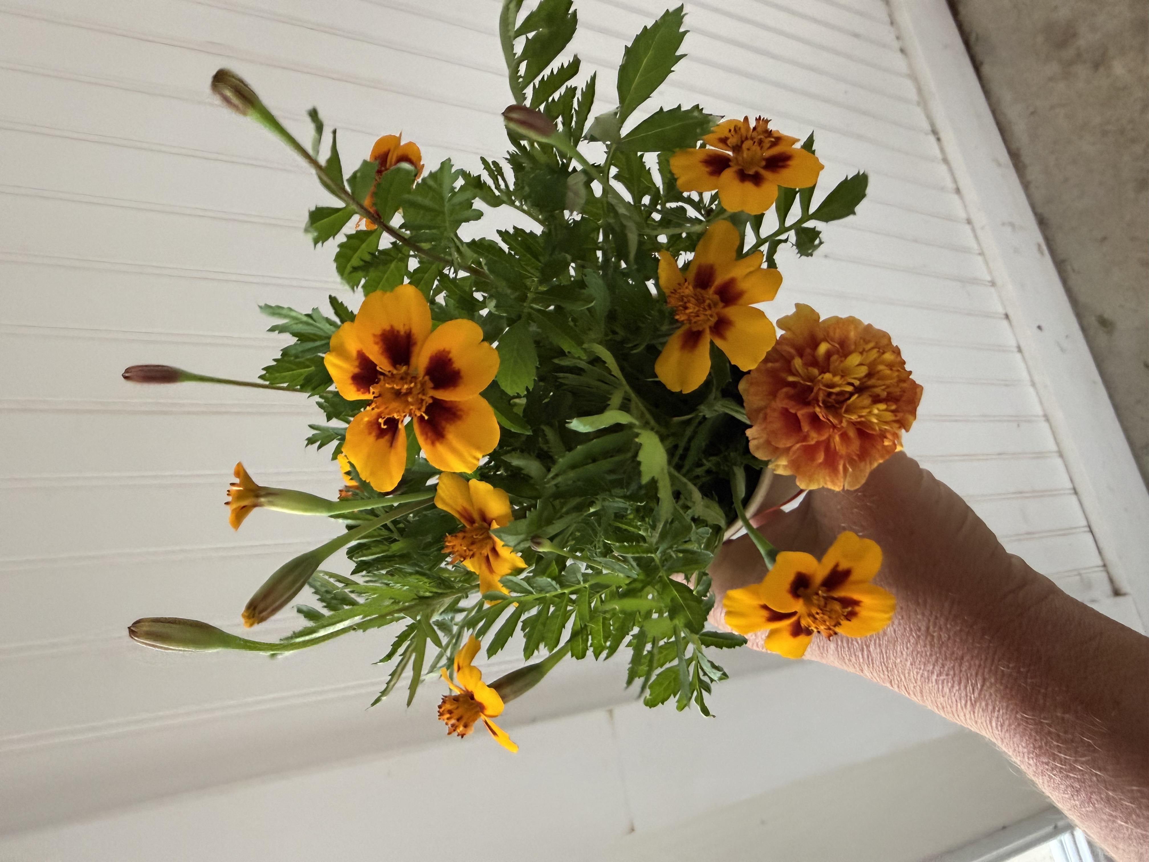 TAGETES erecta