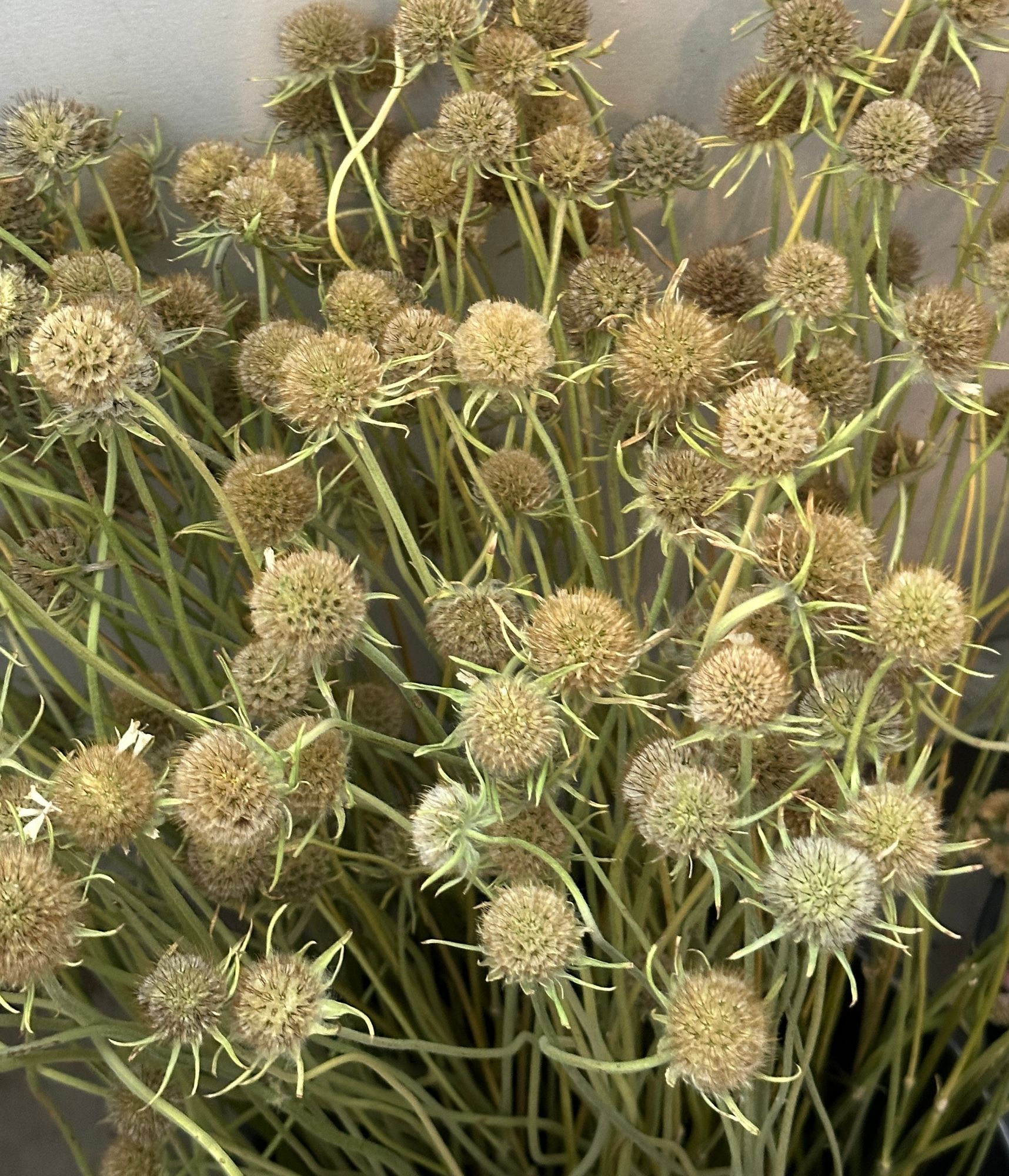 SCABIOSA caucasica Fama