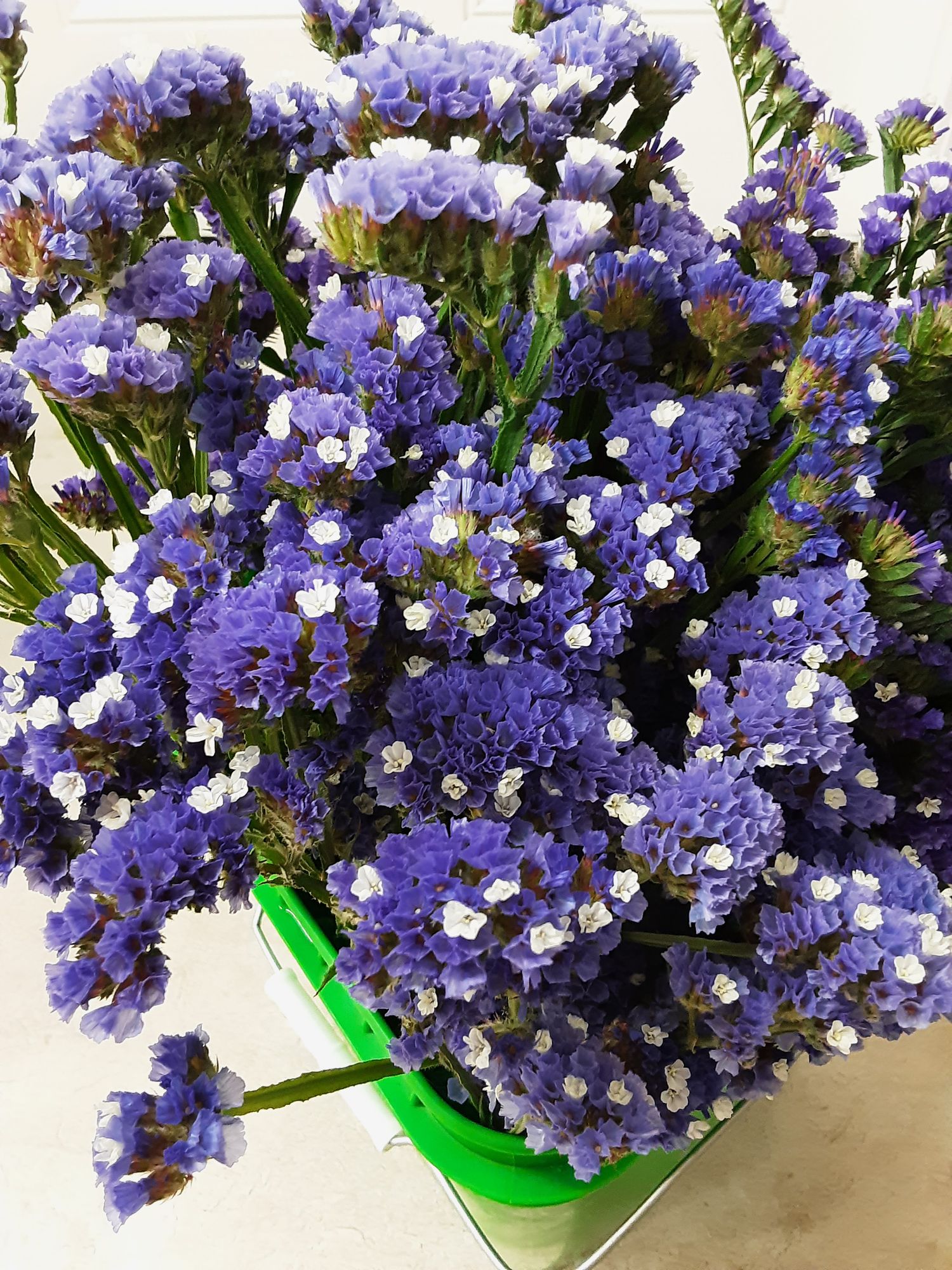 LIMONIUM sinuatum QIS