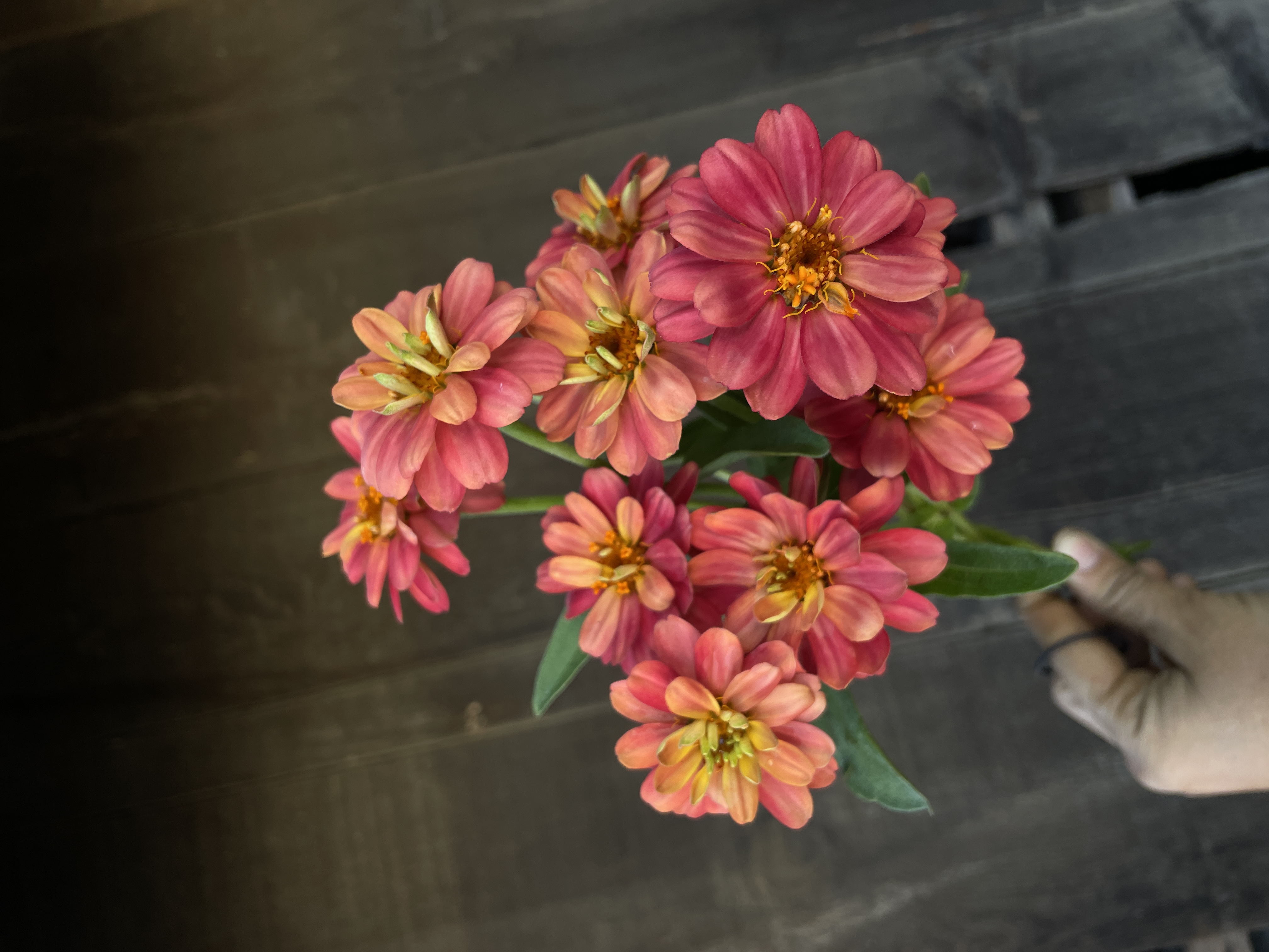 ZINNIA x Profusion Double Deep Salmon