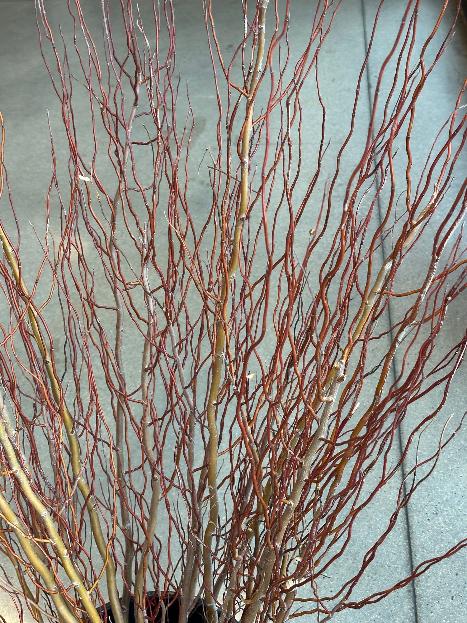 SALIX matsudana var. tortuosa