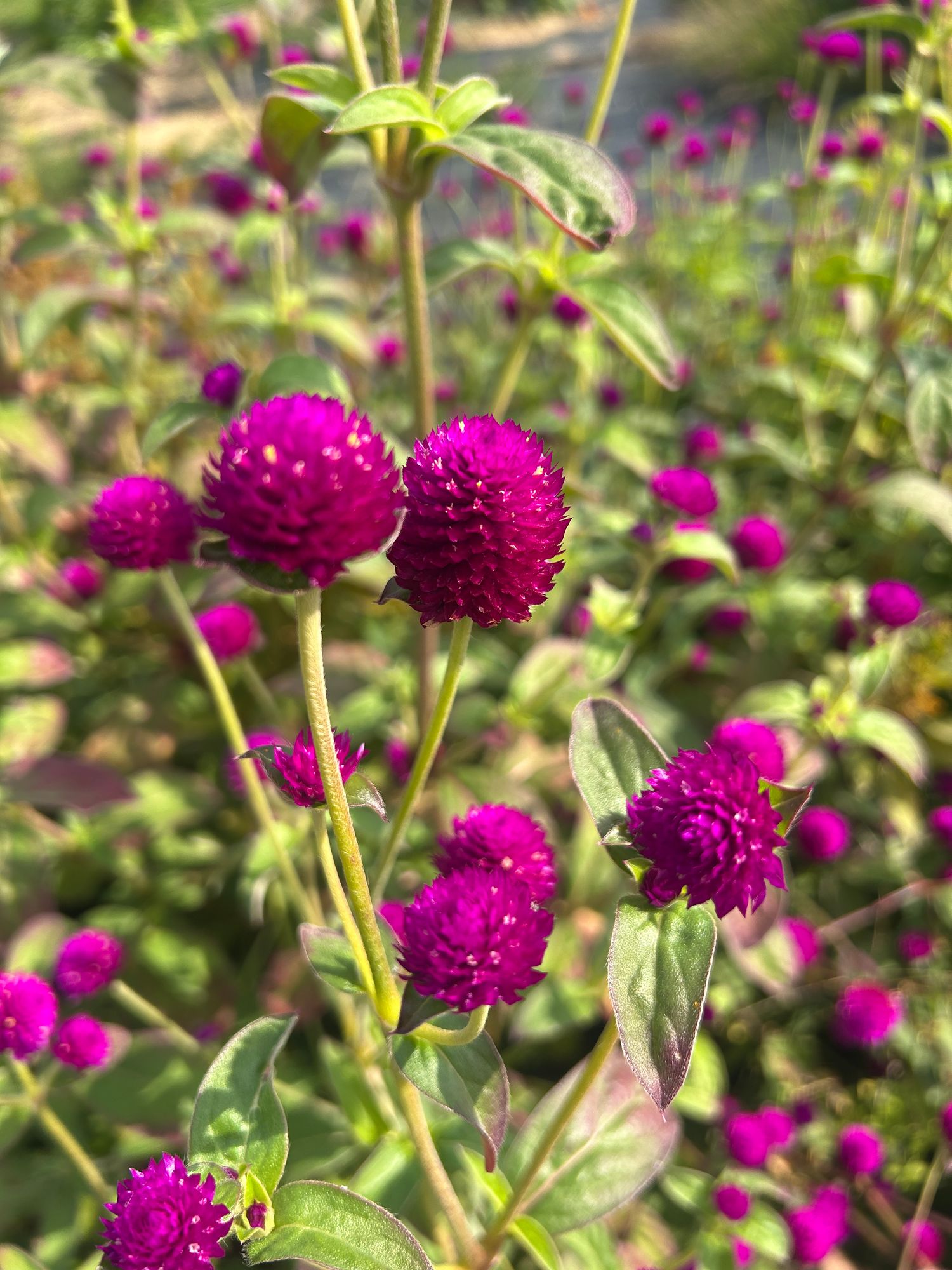 GOMPHRENA globosa