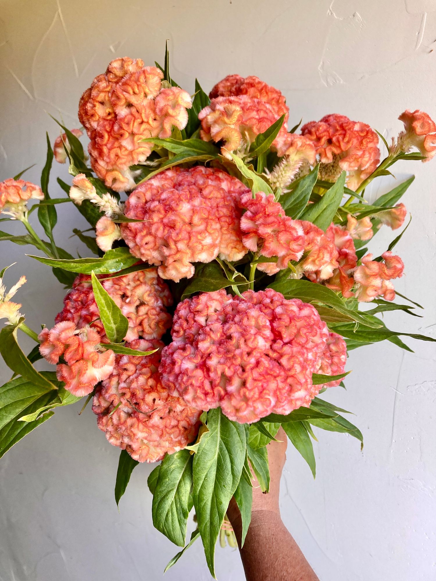 CELOSIA argentea var cristata Jura Salmon