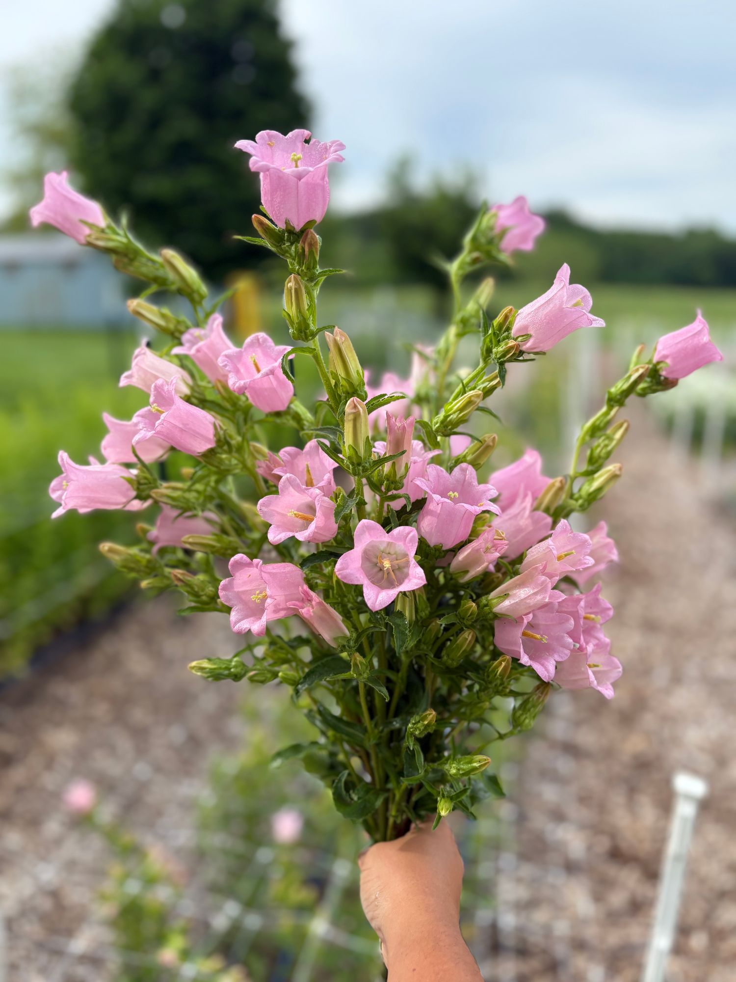 CAMPANULA medium Champion II Pink