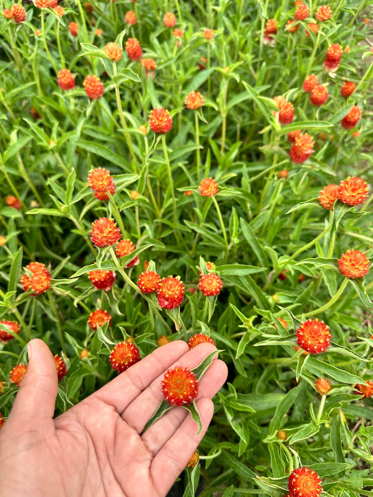 GOMPHRENA haageana