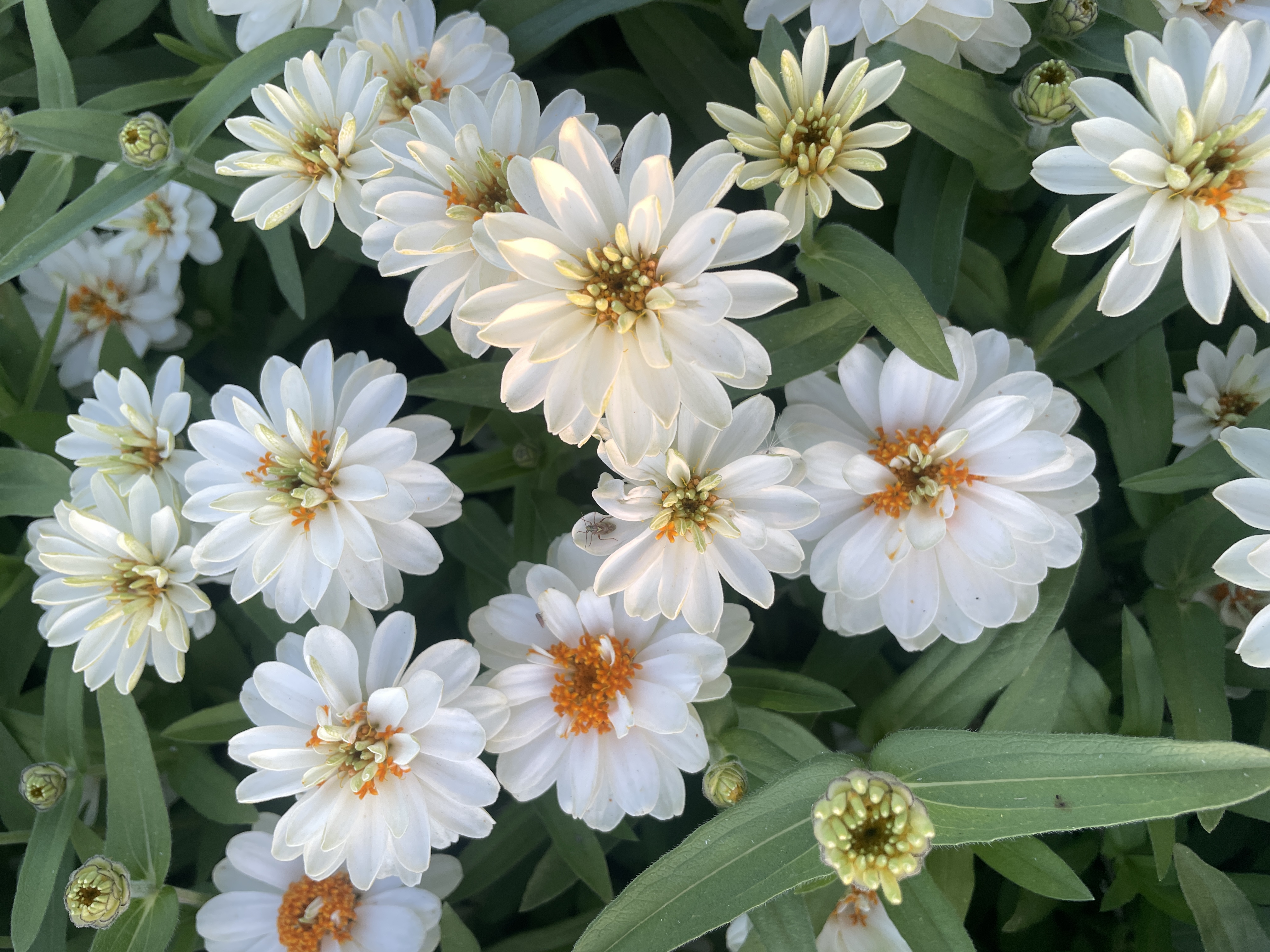 ZINNIA x Profusion Double White