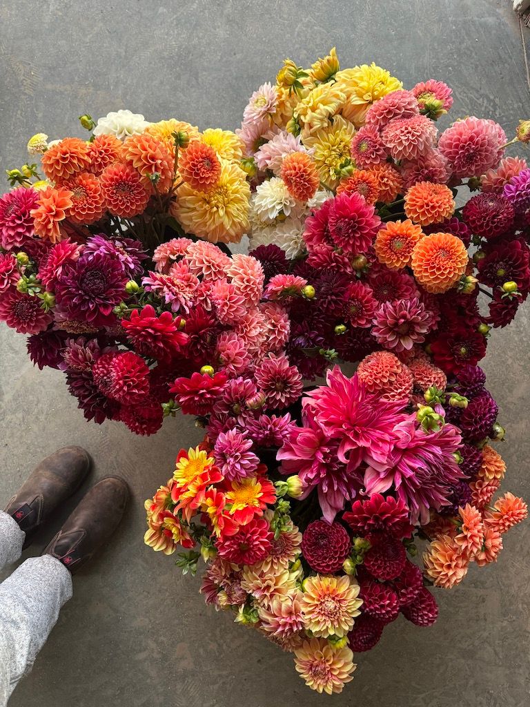 Bulk Dahlia Bucket
