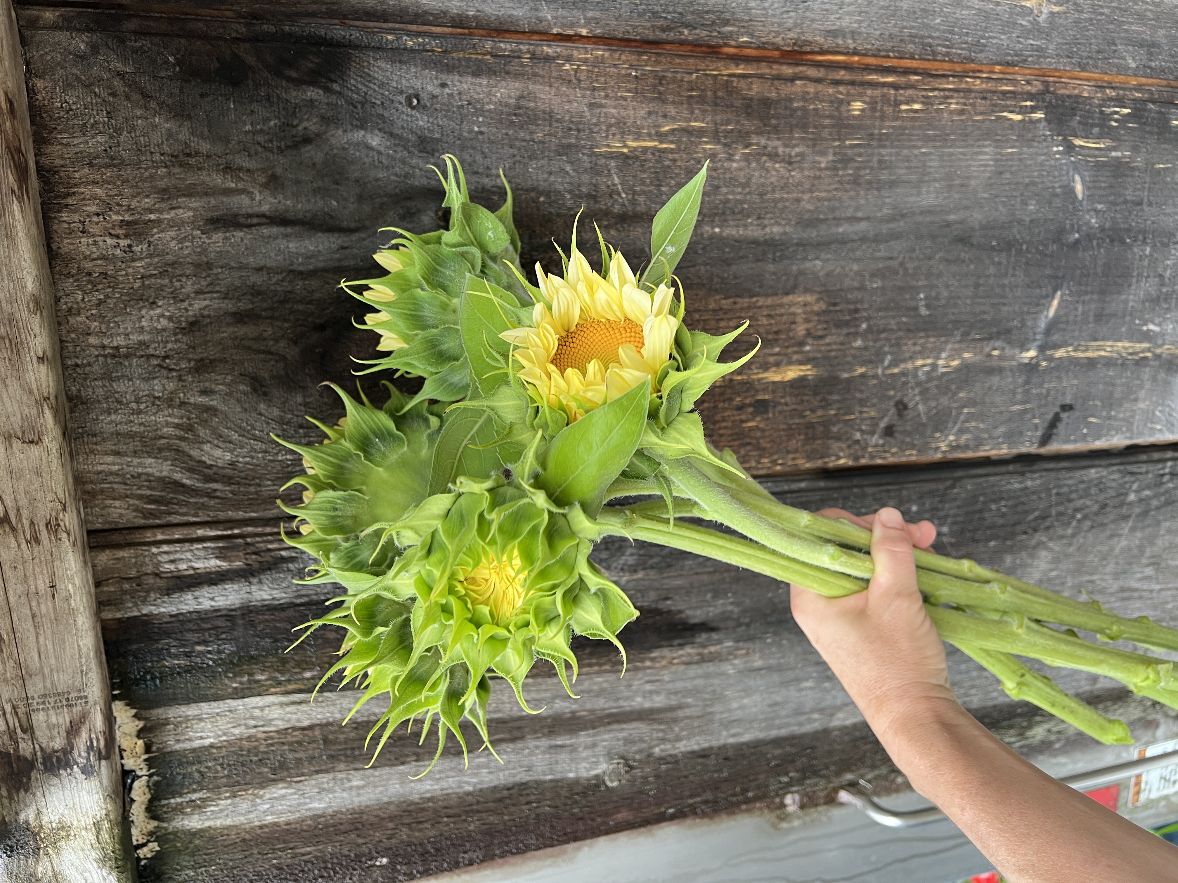 HELIANTHUS annuus ProCut White Lite