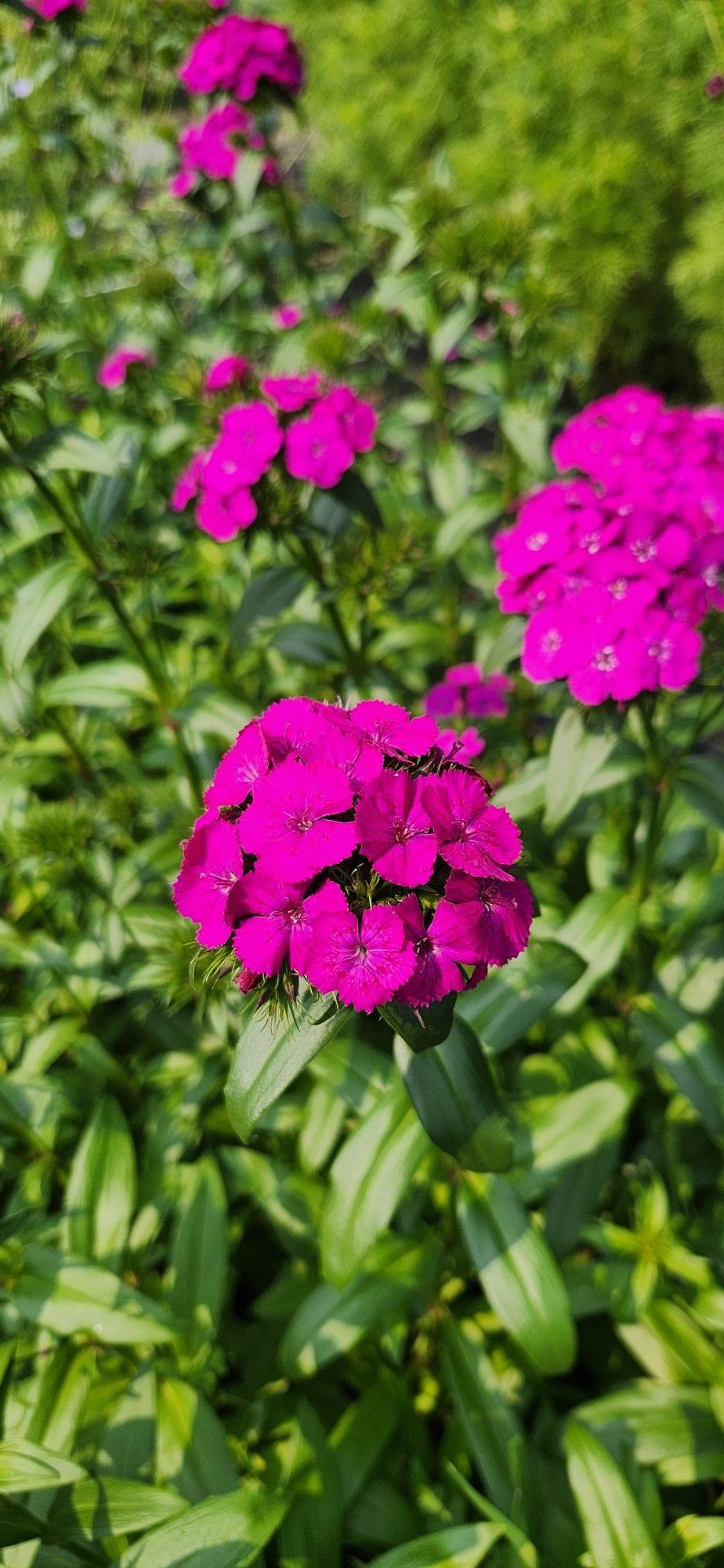 DIANTHUS barbatus Amazon Neon Purple