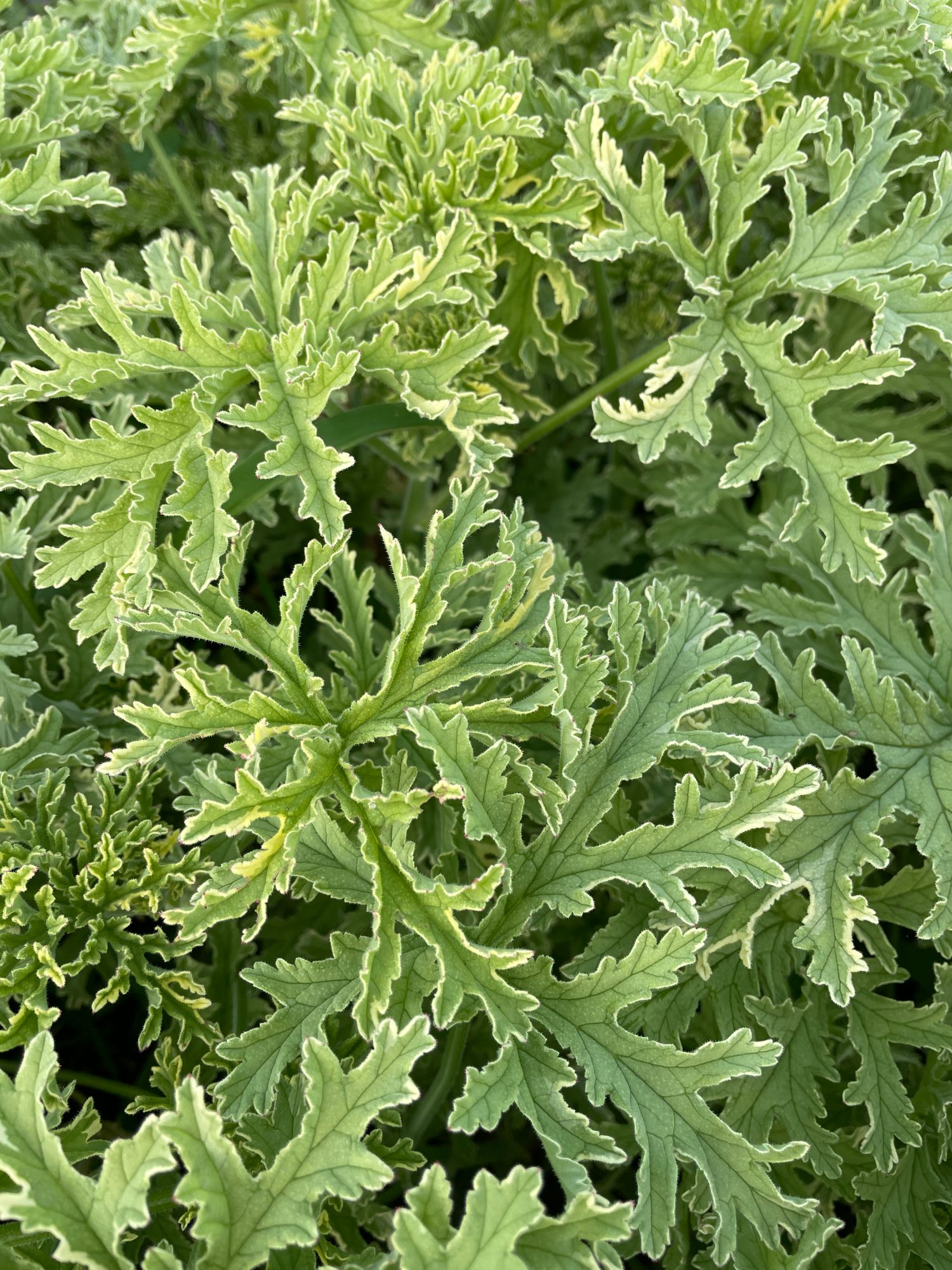 PELARGONIUM graveolens
