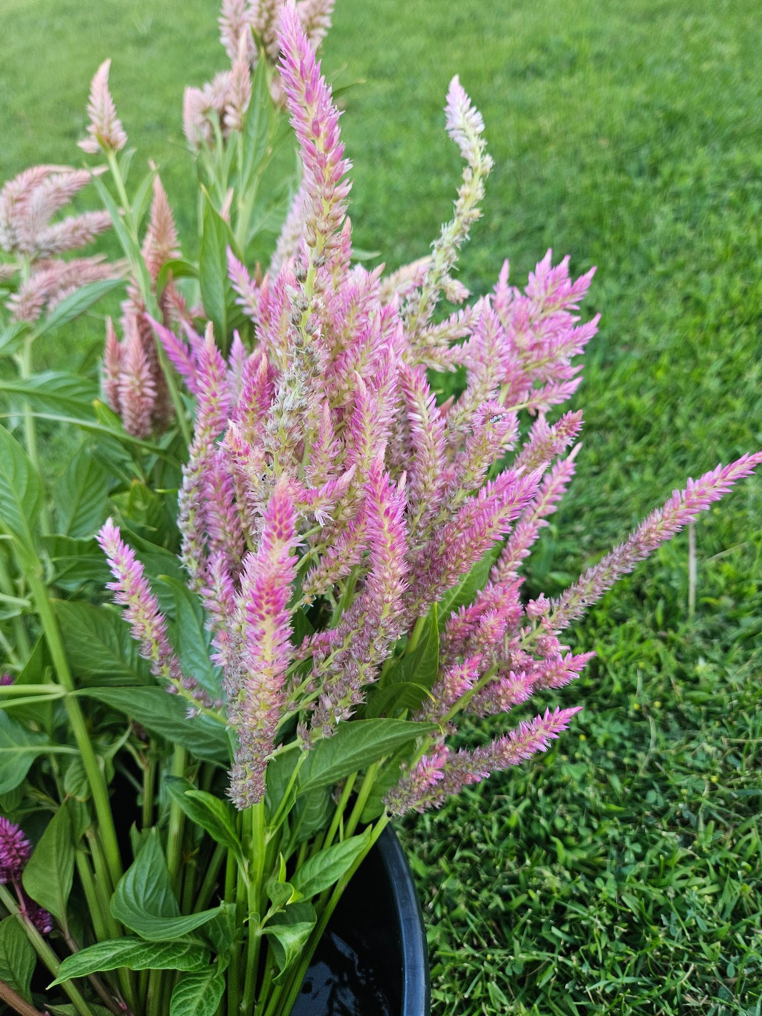 CELOSIA argentea var. plumosa