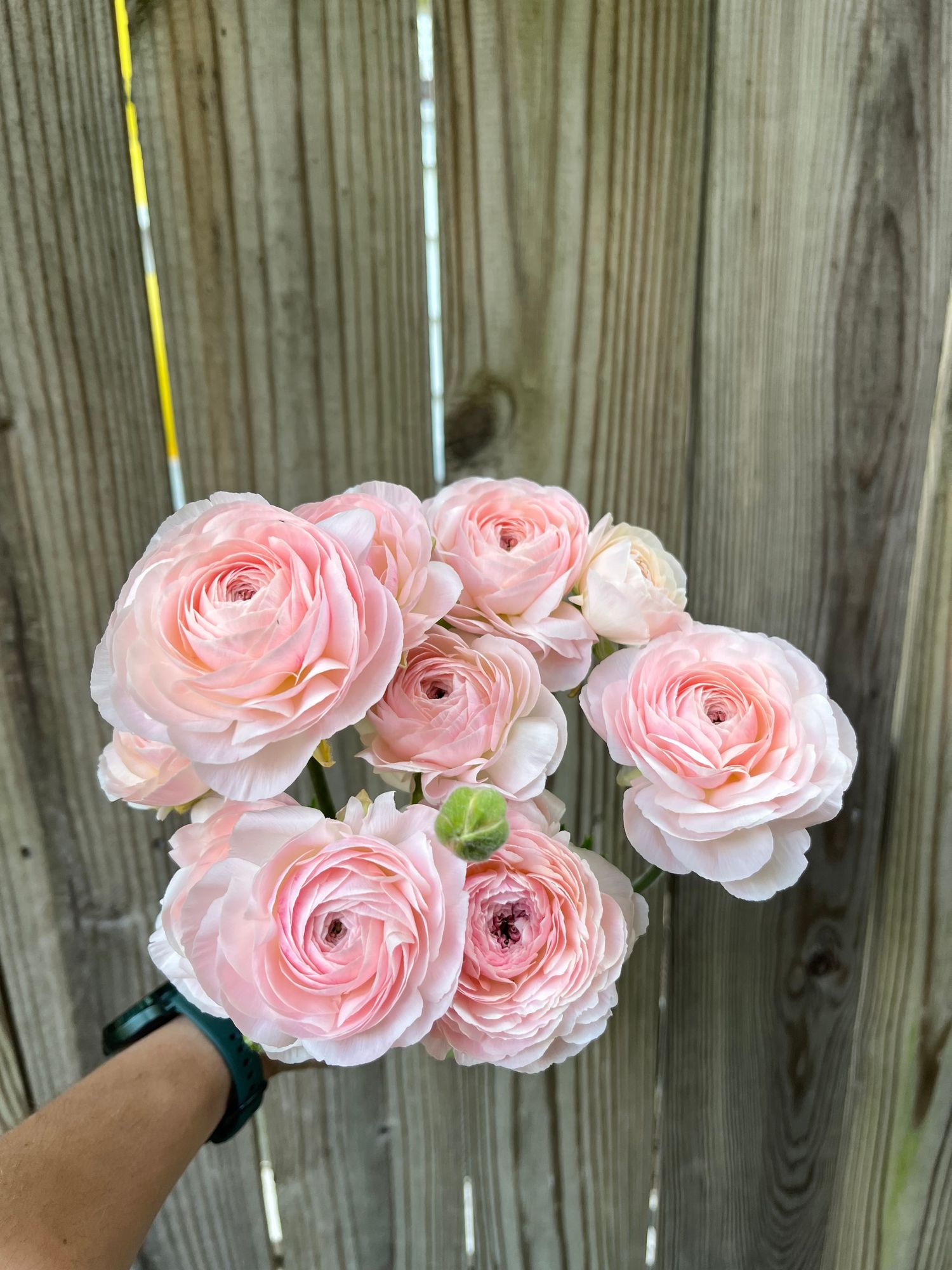 RANUNCULUS Romance Maritime