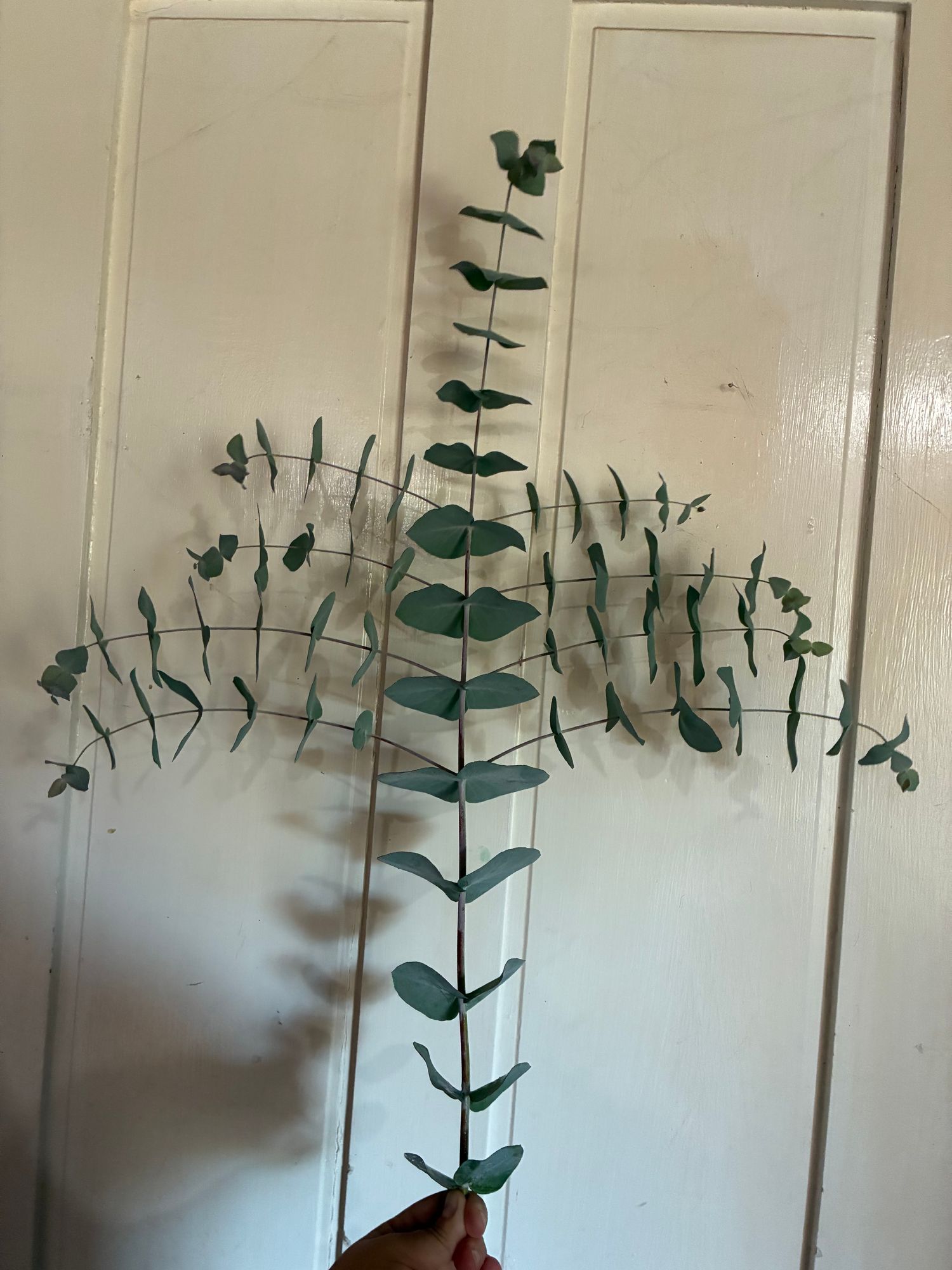 EUCALYPTUS cinerea