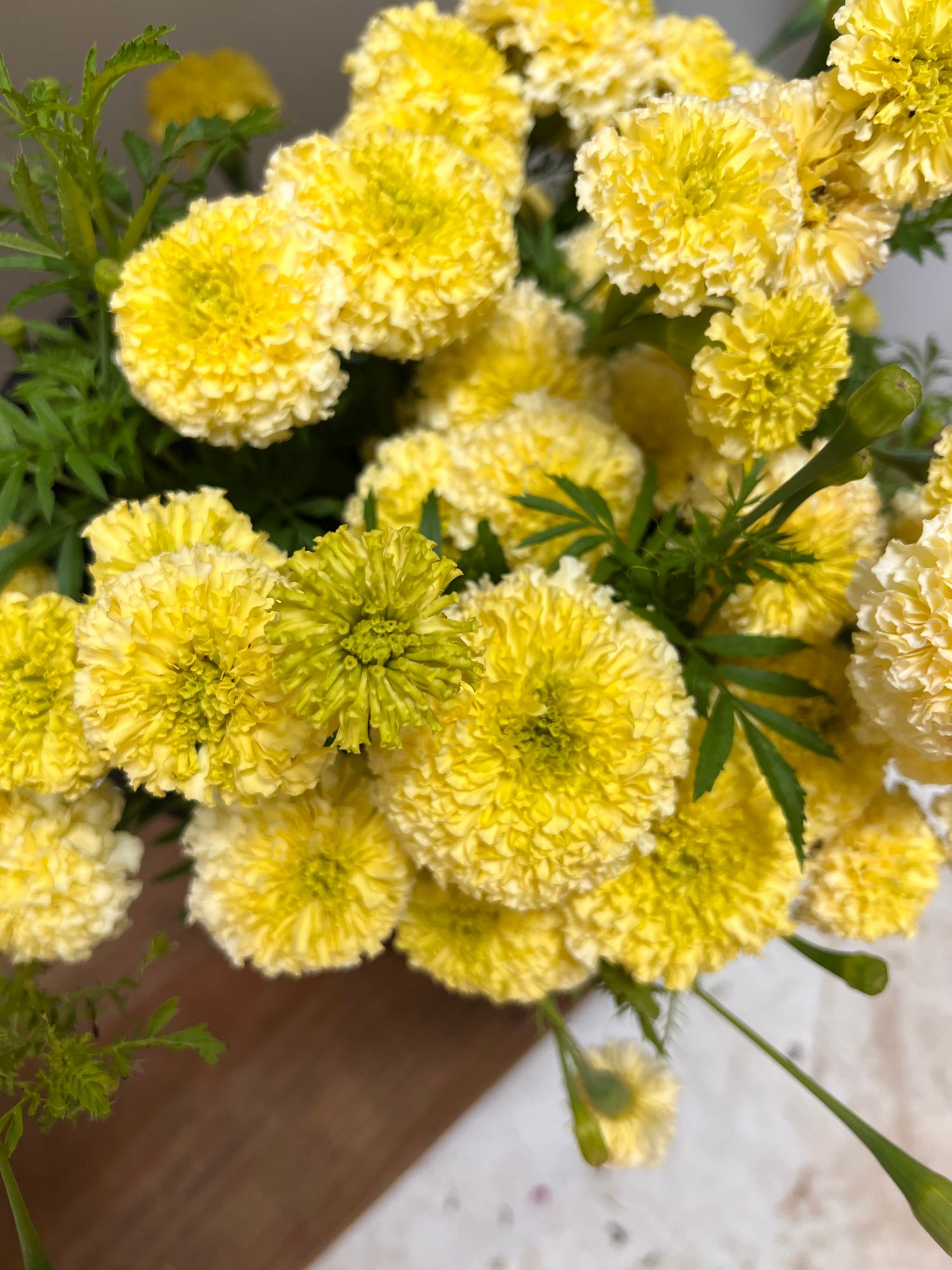 TAGETES erecta Nosento Limegreen