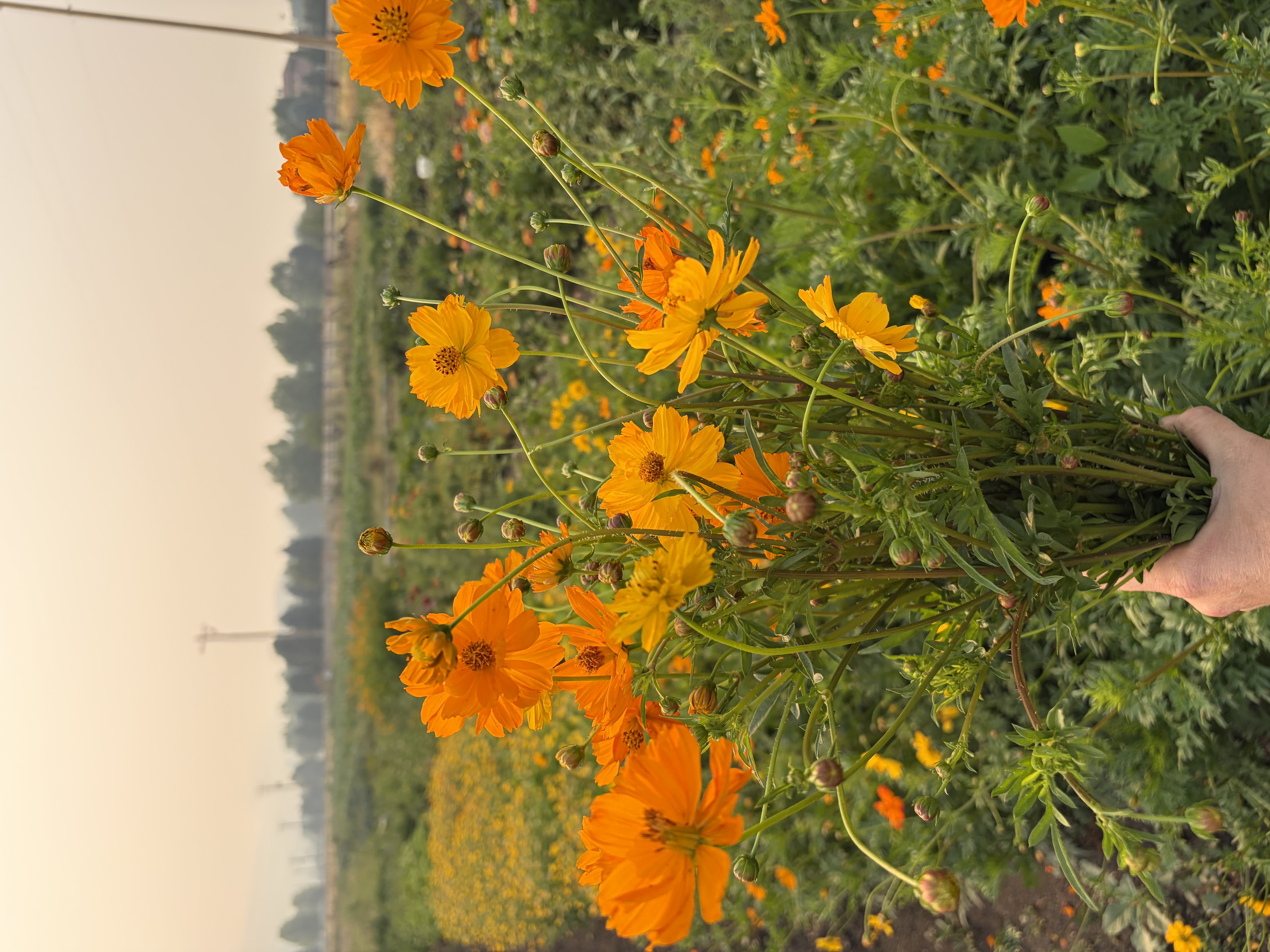 COSMOS sulphureus Bright Lights