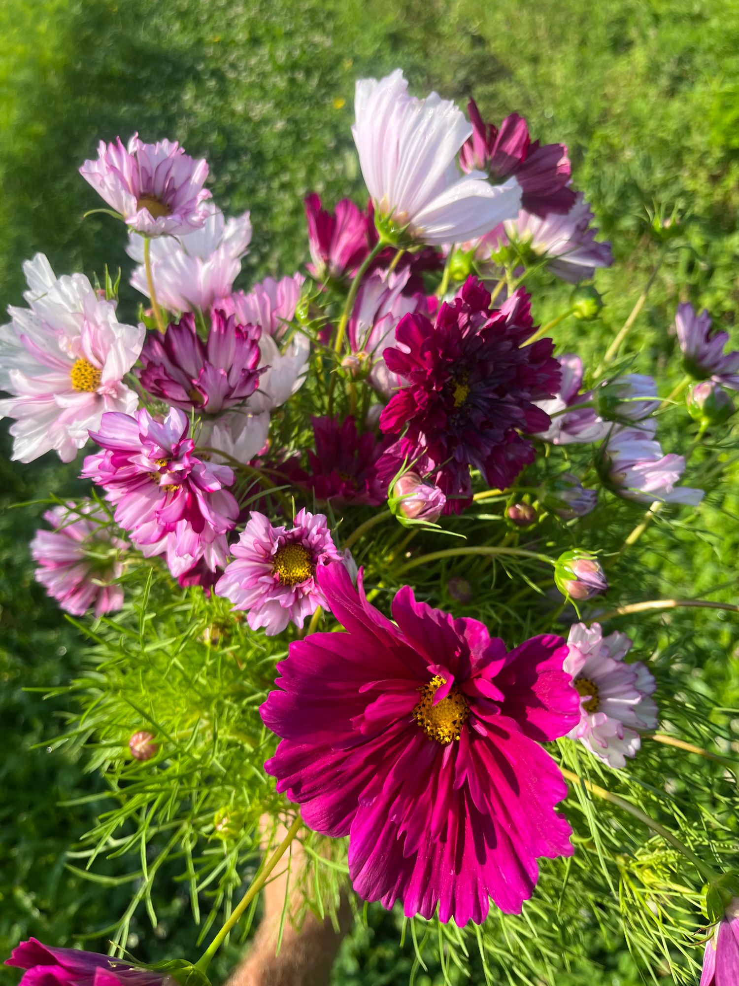 COSMOS bipinnatus Double Click