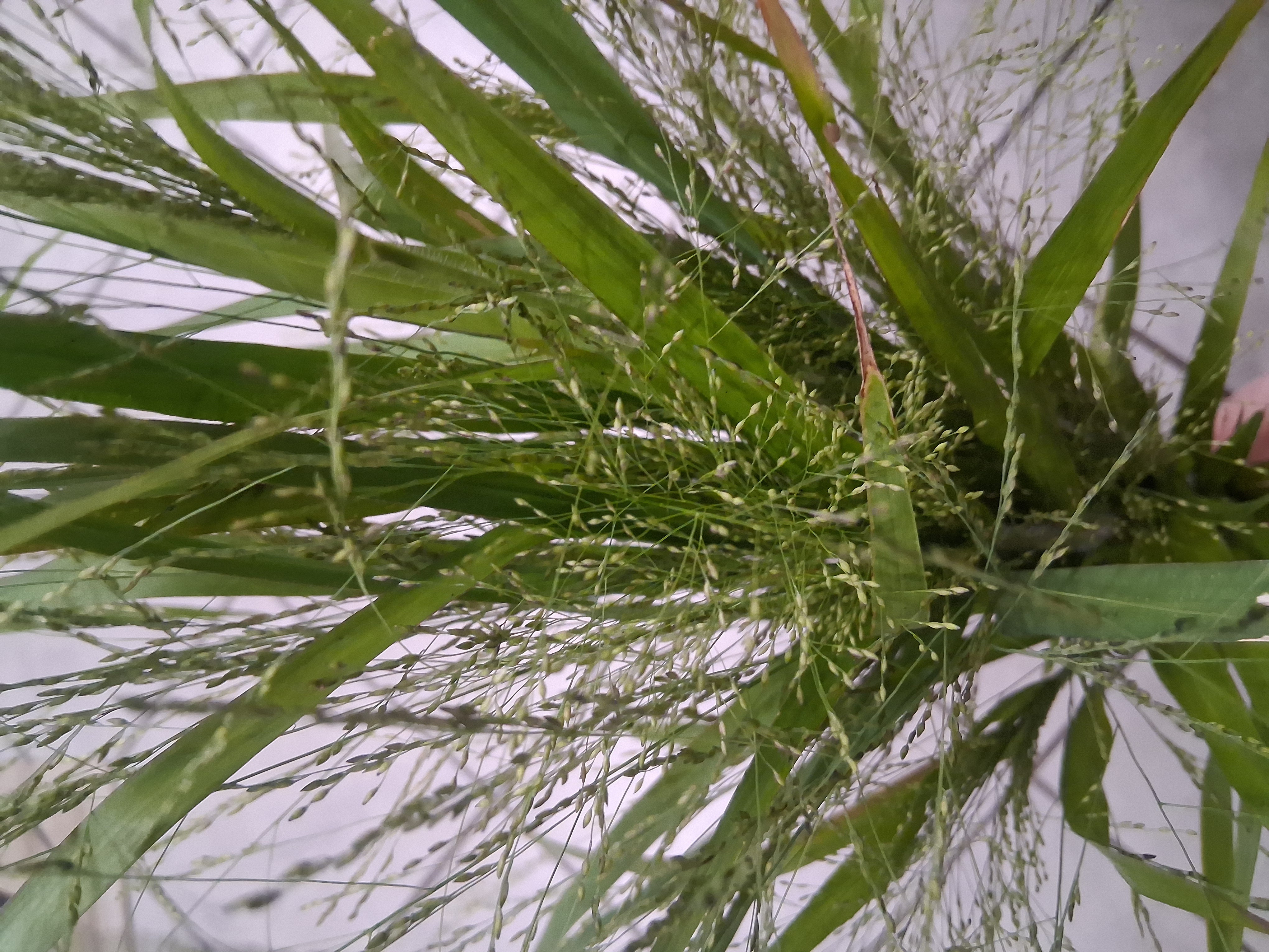 PANICUM elegans