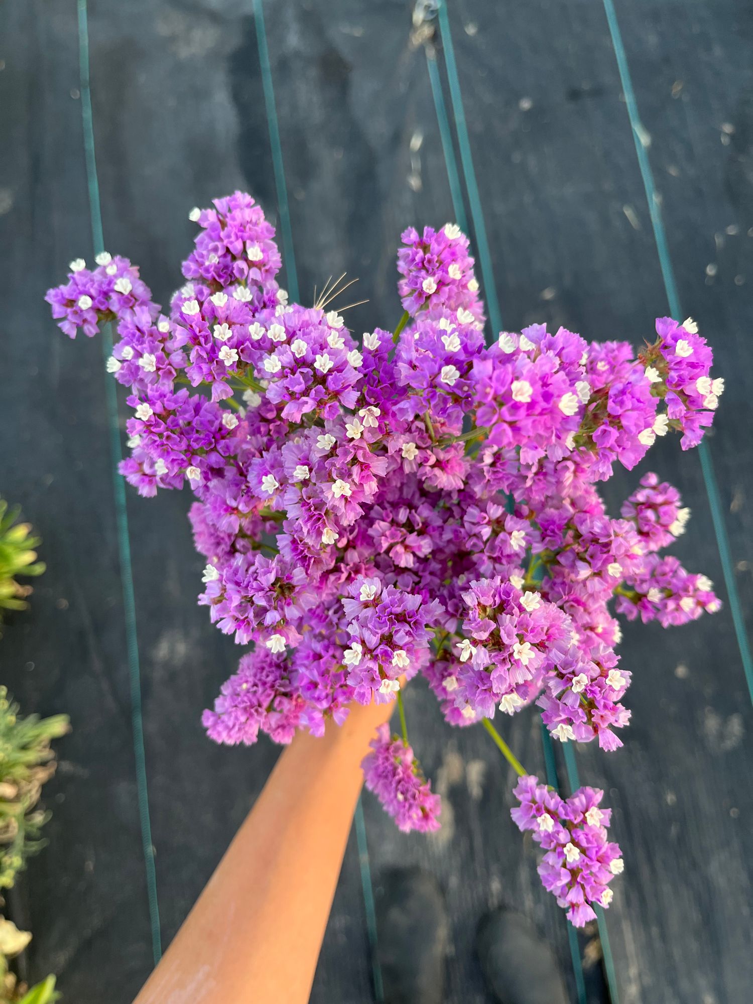 LIMONIUM sinuatum