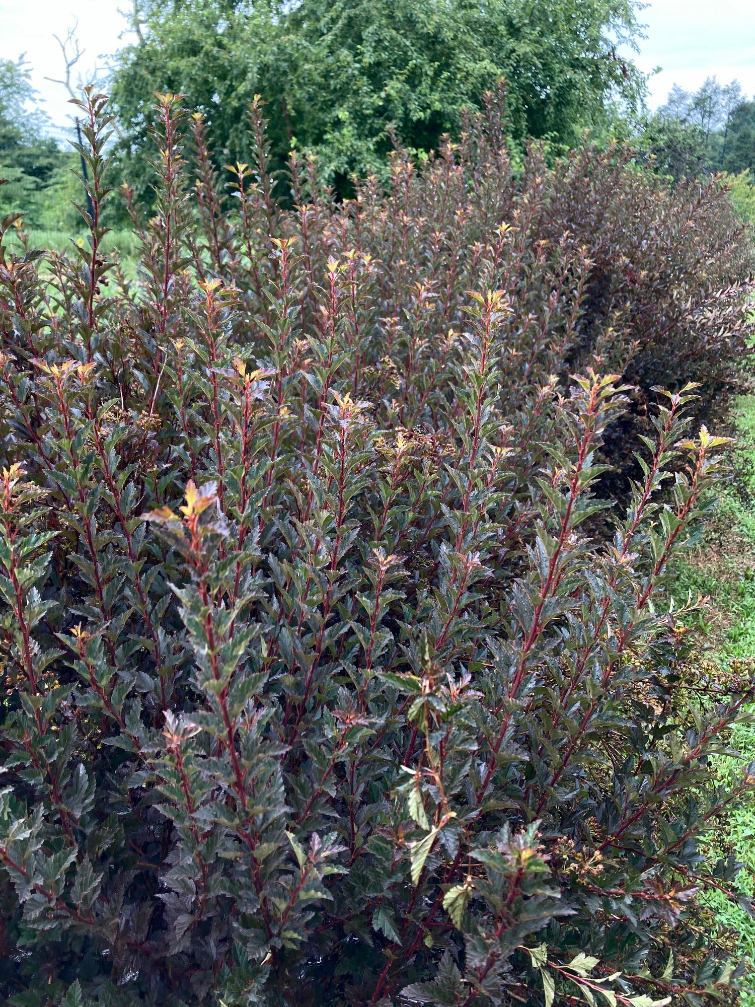 PHYSOCARPUS opulifolius