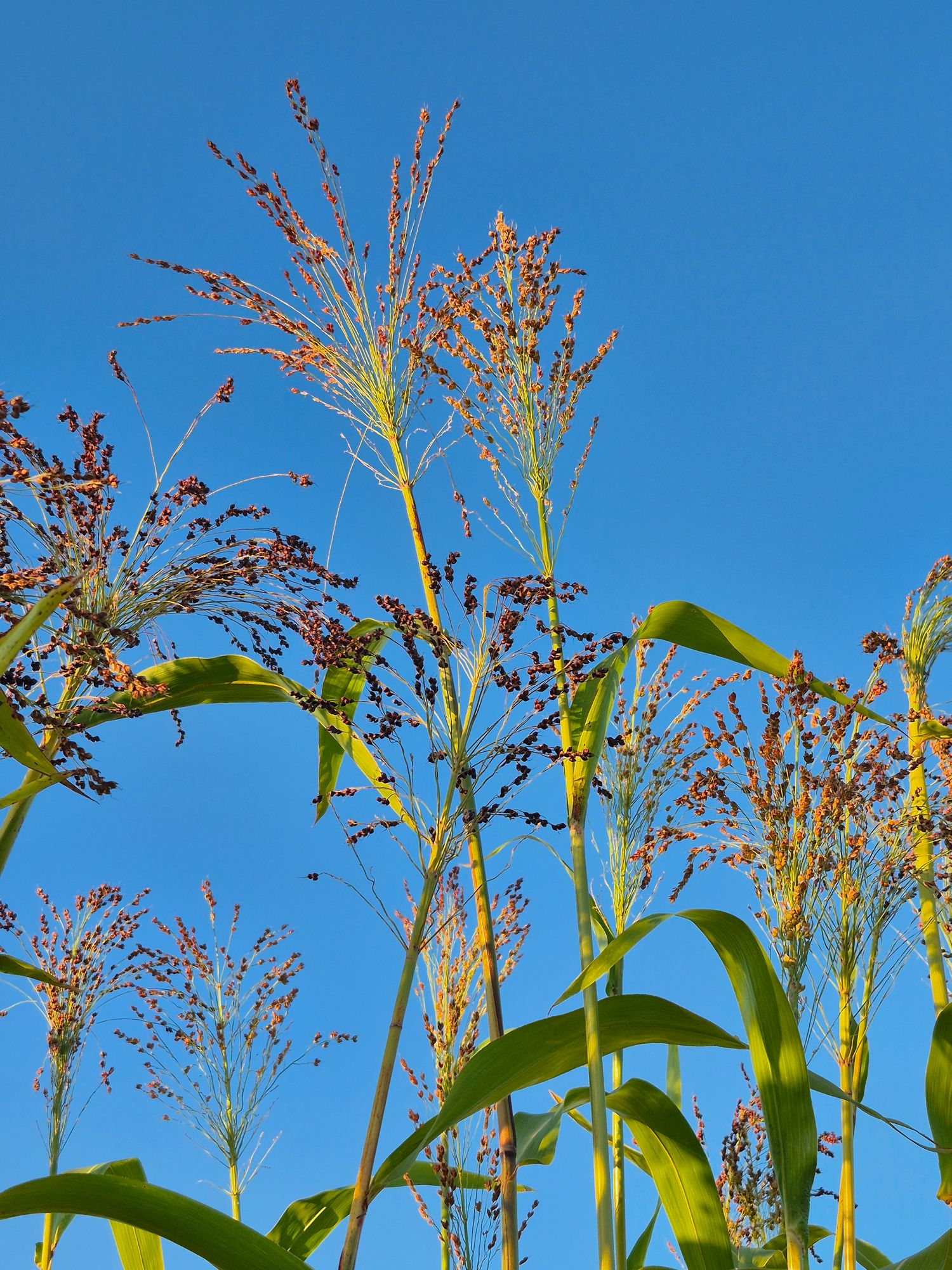 SORGHUM vulgare