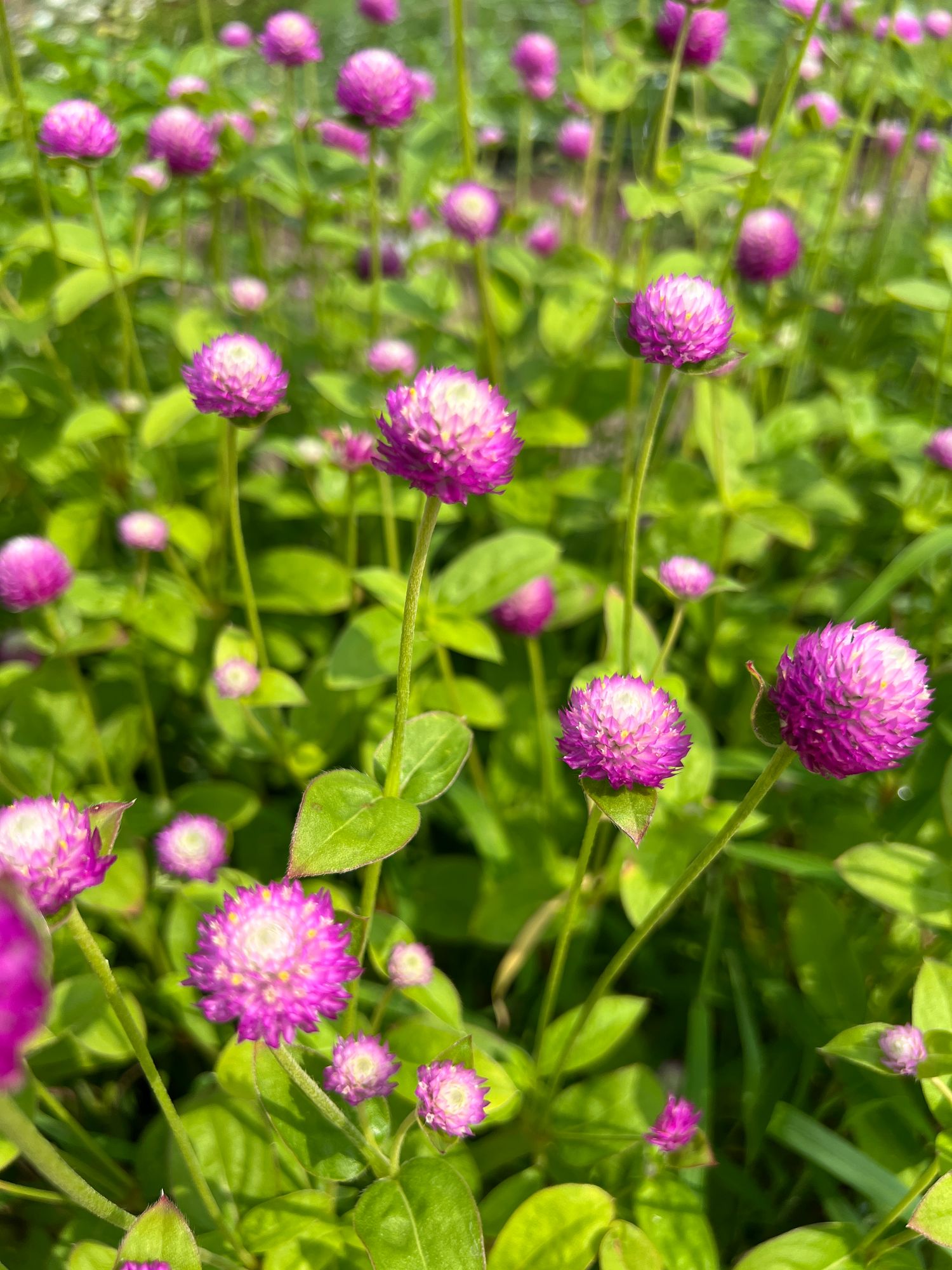 GOMPHRENA globosa Bicolor