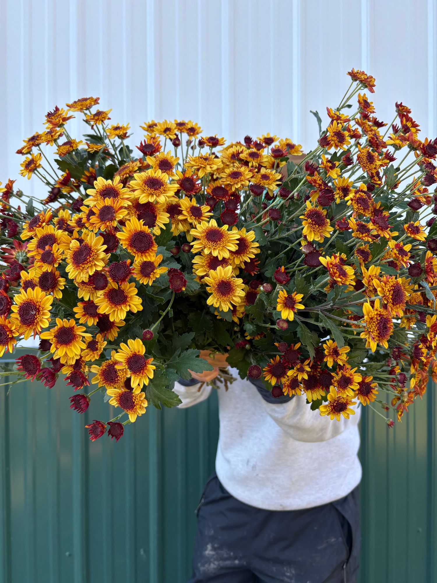CHRYSANTHEMUM Key Largo Golden