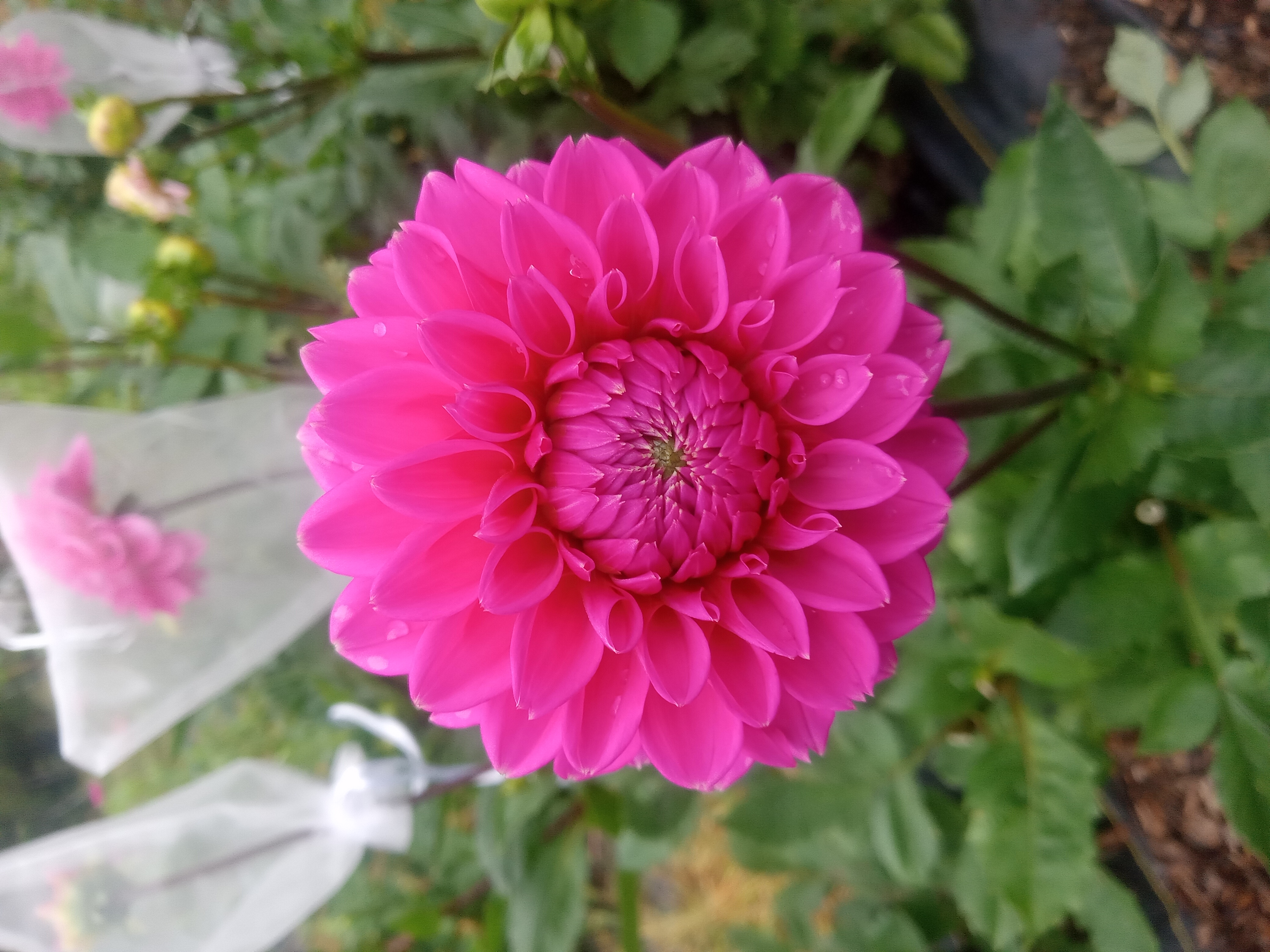 DAHLIA Pink Sylvia