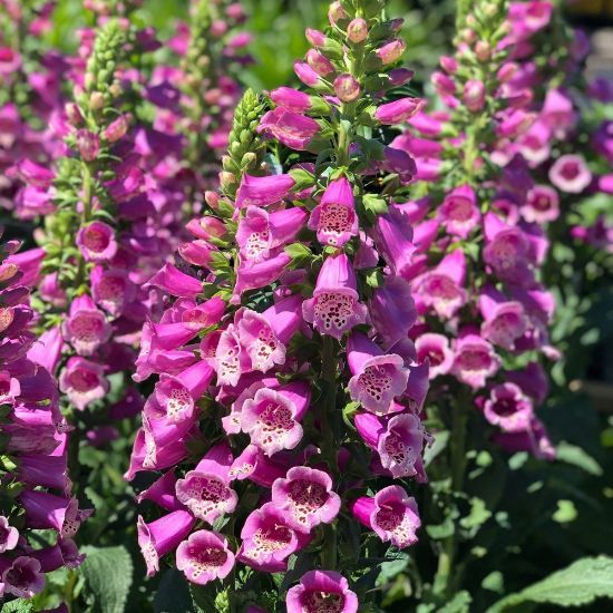 DIGITALIS purpurea Camelot Rose