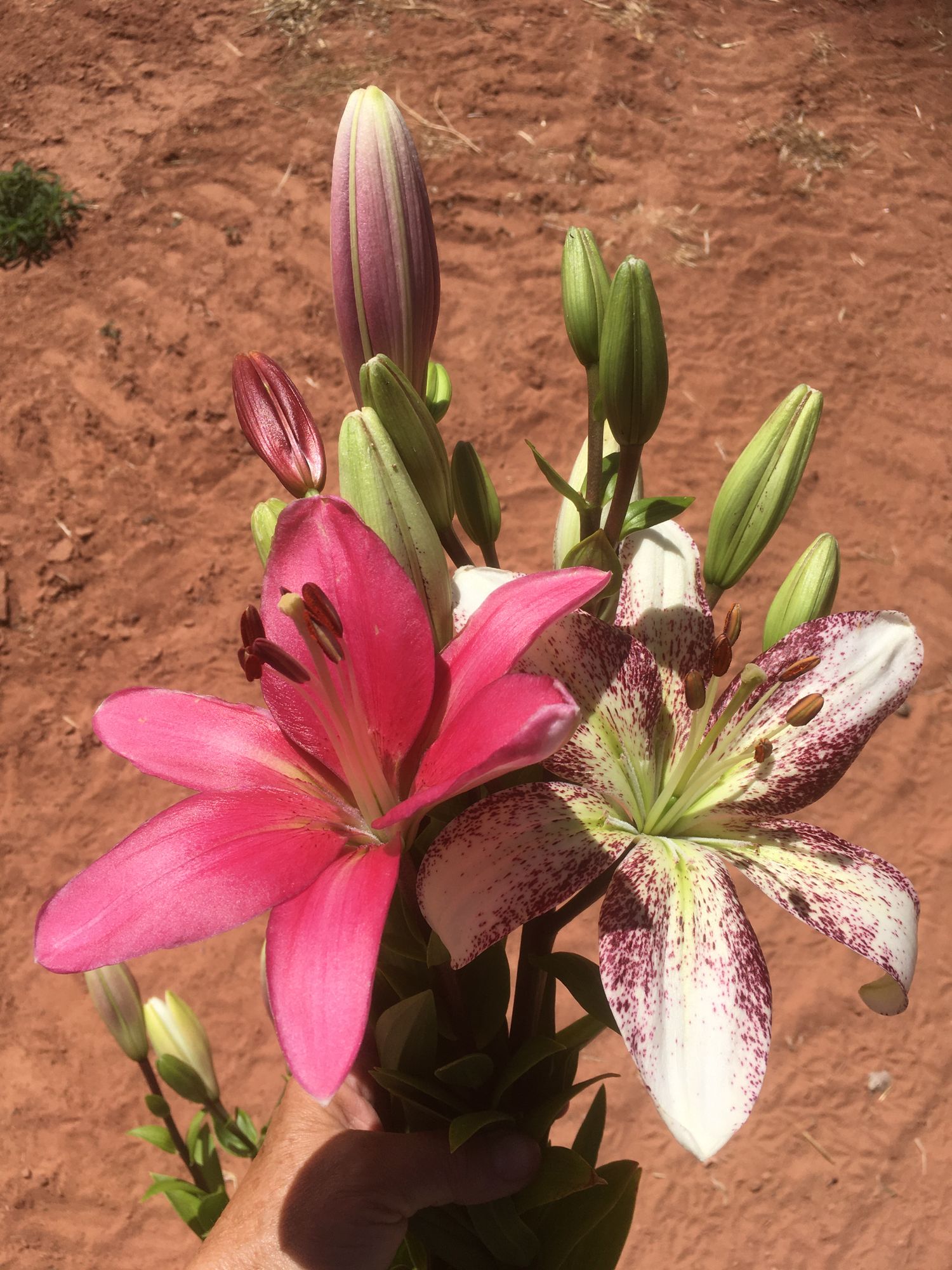 LILIUM longiflorum x asiatic