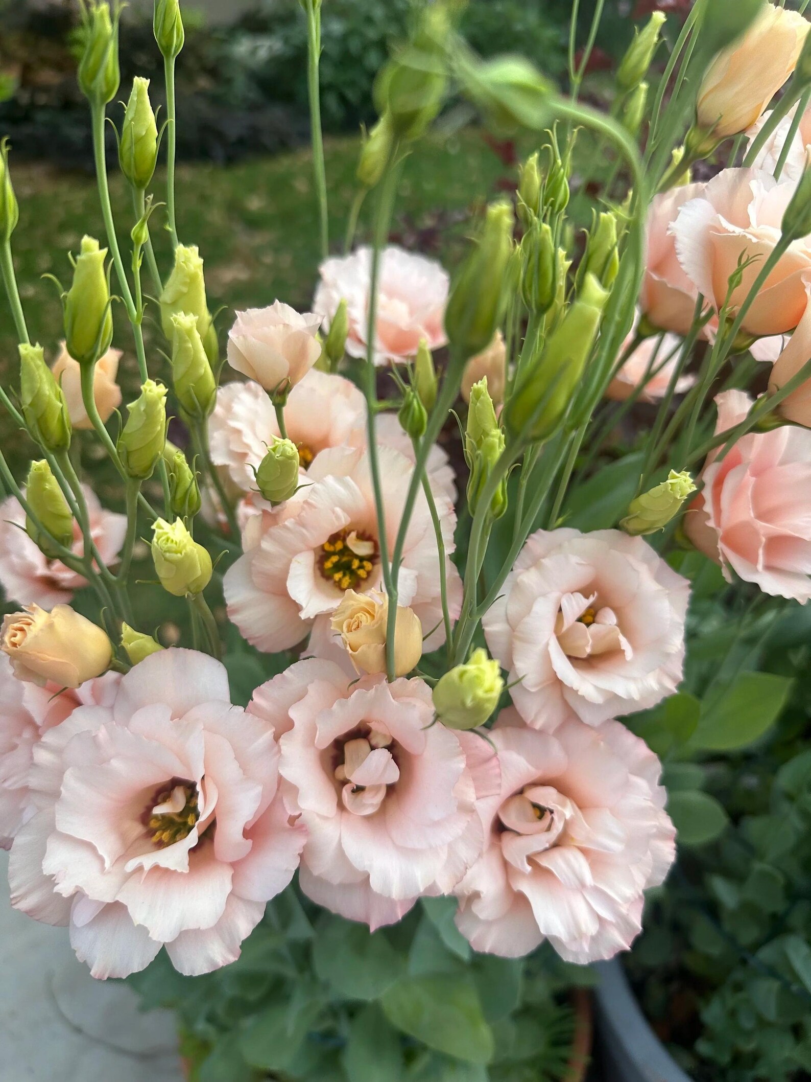 EUSTOMA grandiflorum Arena 3 Apricot