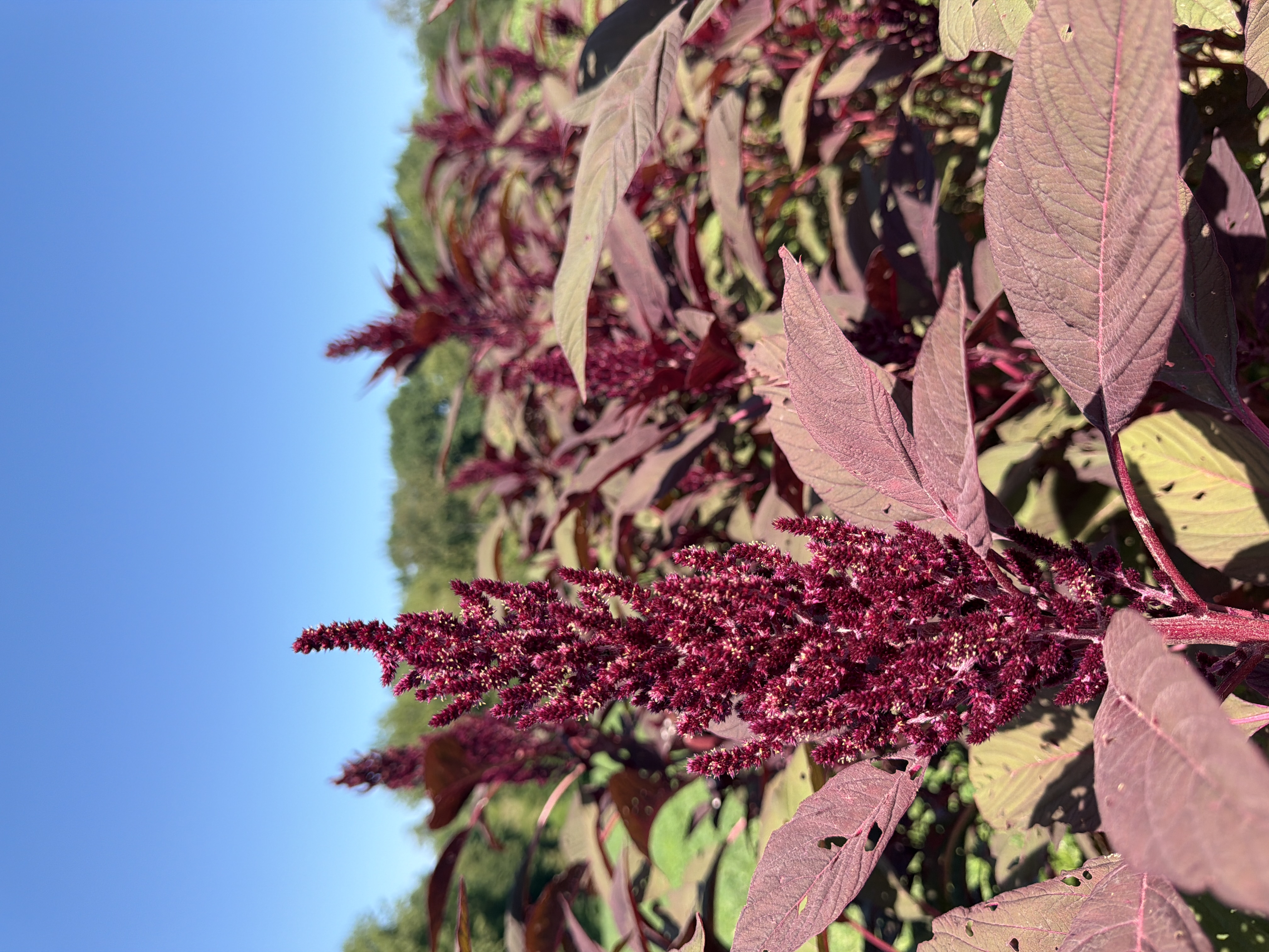 AMARANTHUS cruentus Velvet Curtains