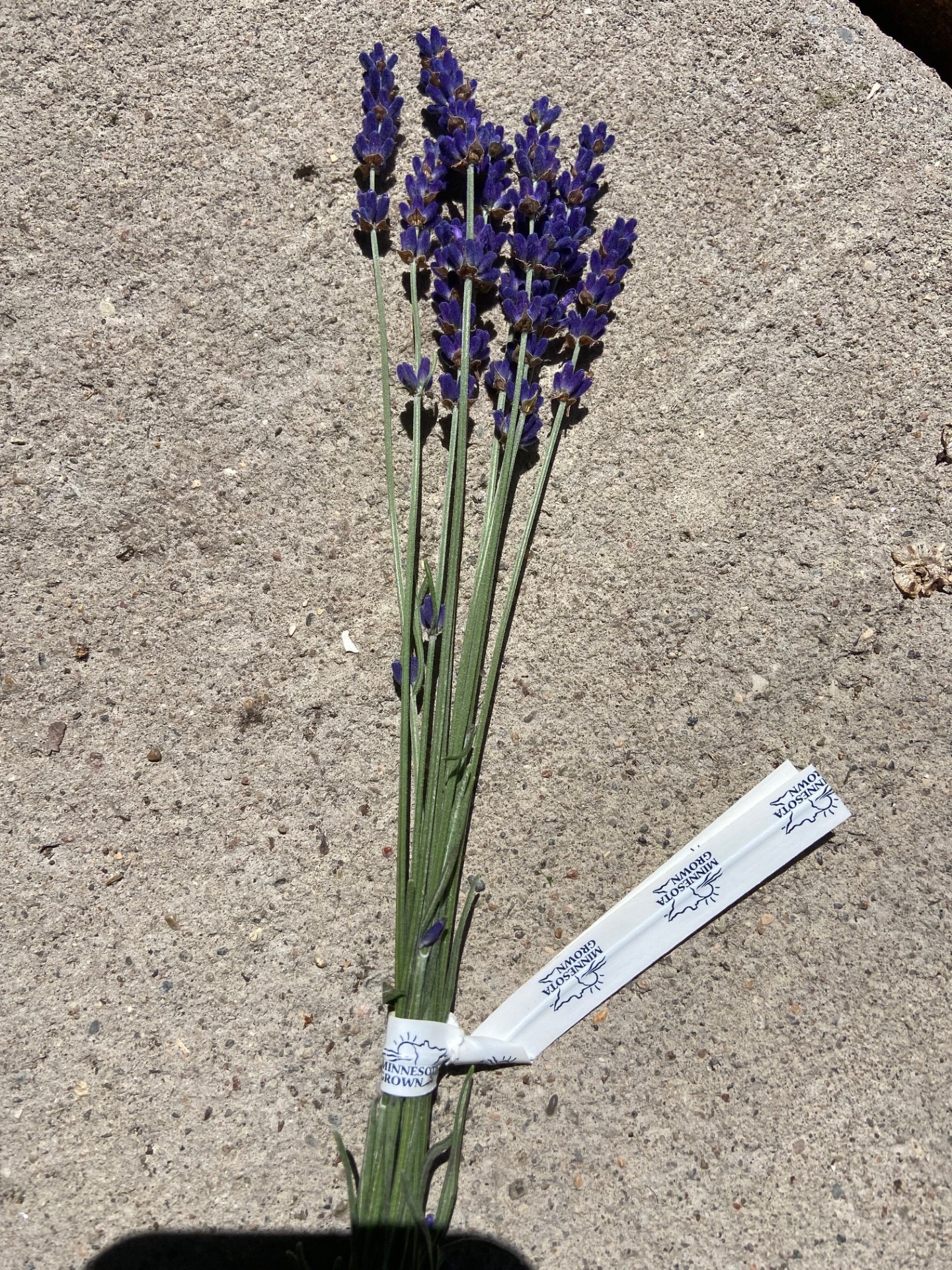 LAVENDULA angustifolia Hidcote